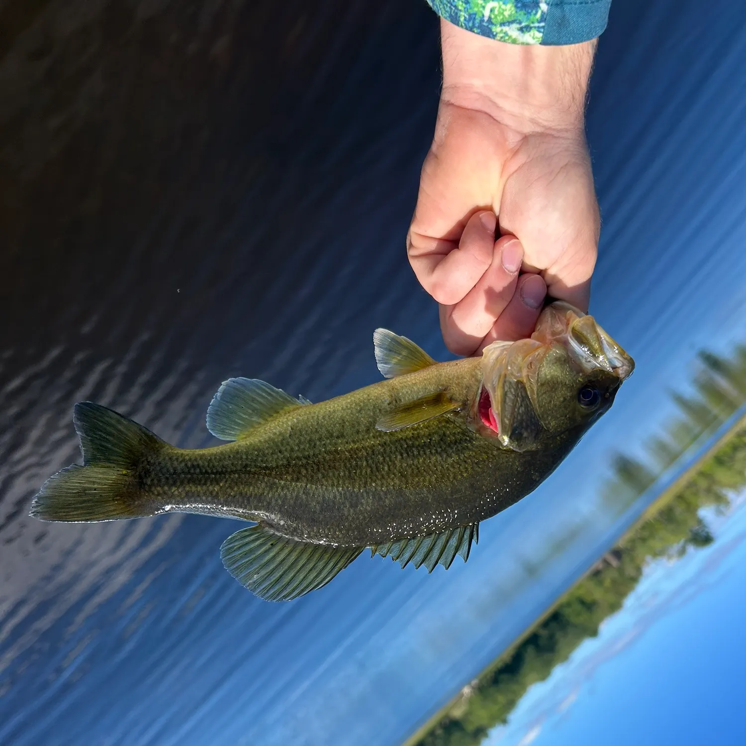 Largemouth bass caught on Fishbrain