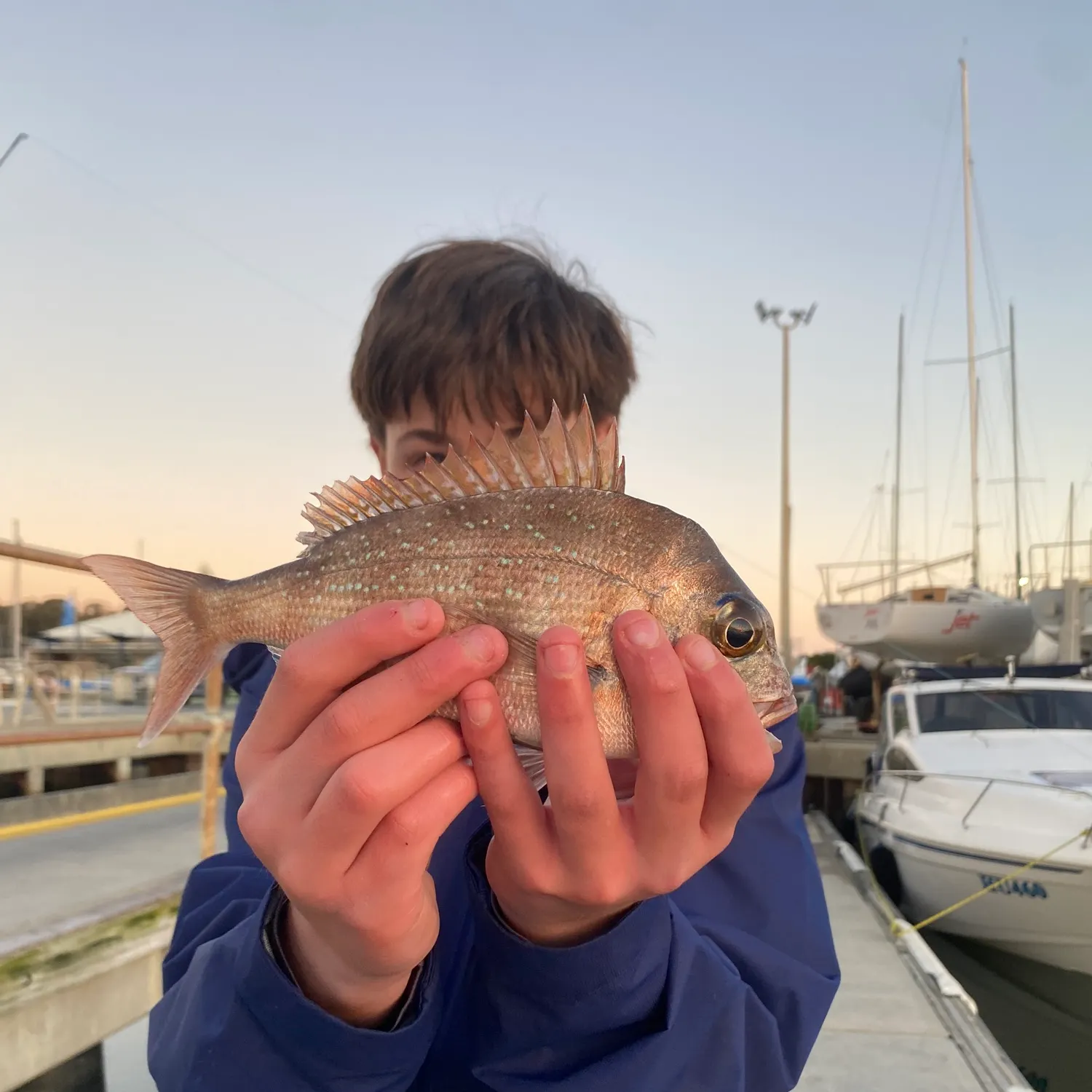 Australasian snapper caught on Fishbrain