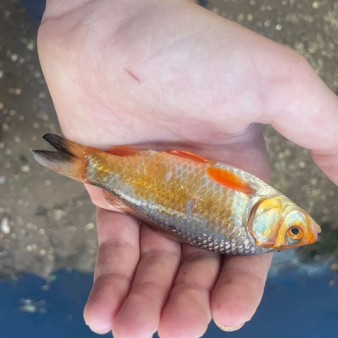 Fish caught on Fishbrain