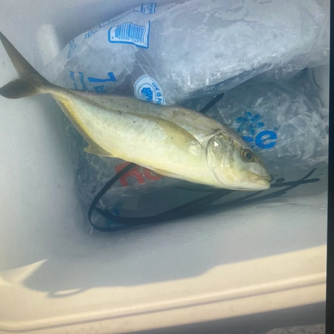 The most recent California yellowtail amberjack catches on Fishbrain