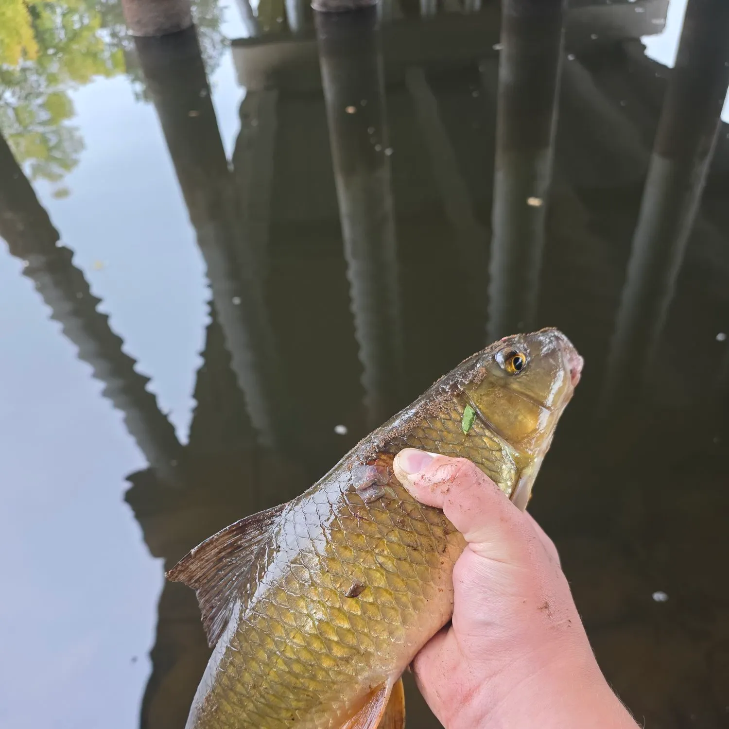 Golden redhorse caught on Fishbrain