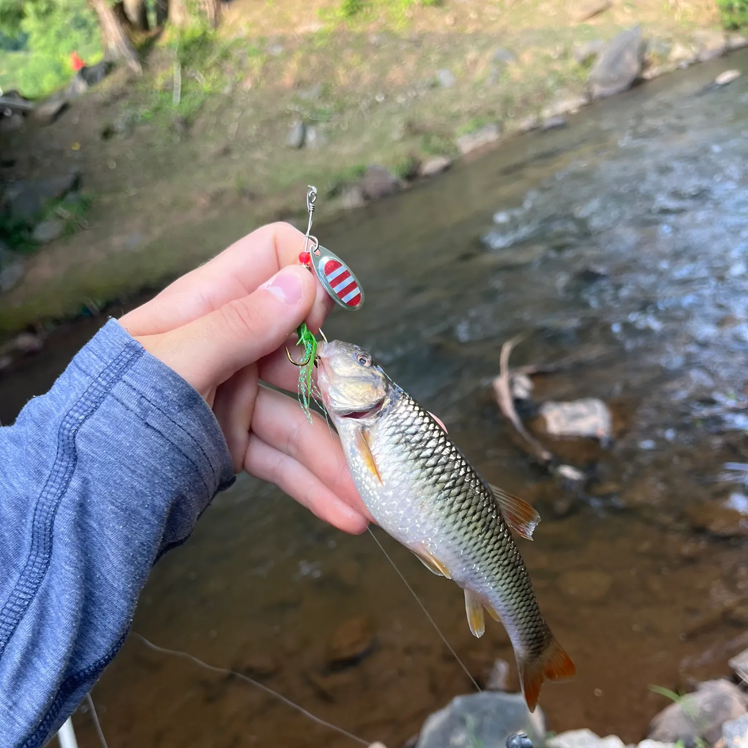 The most recent Bluehead chub catches on Fishbrain