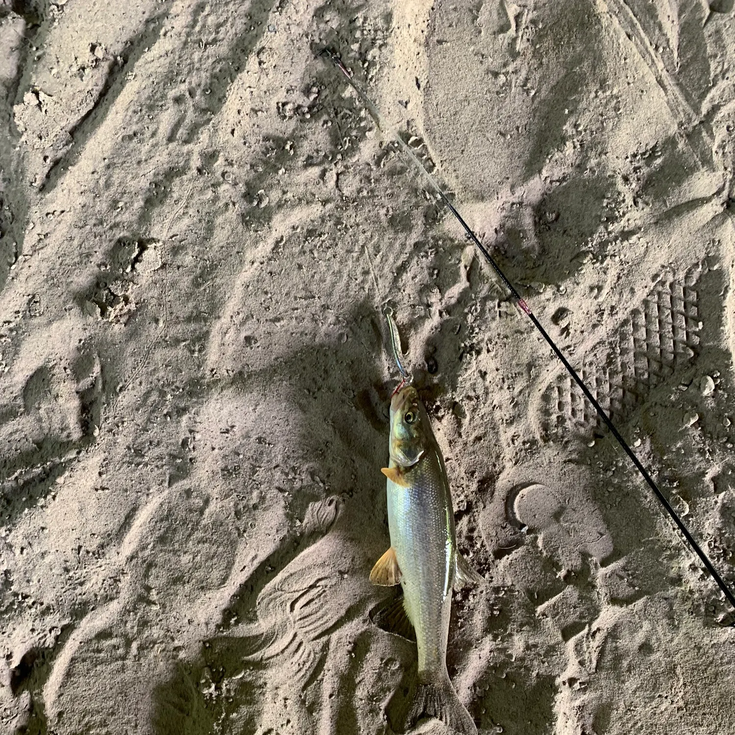 The most recent Northern pikeminnow catches on Fishbrain