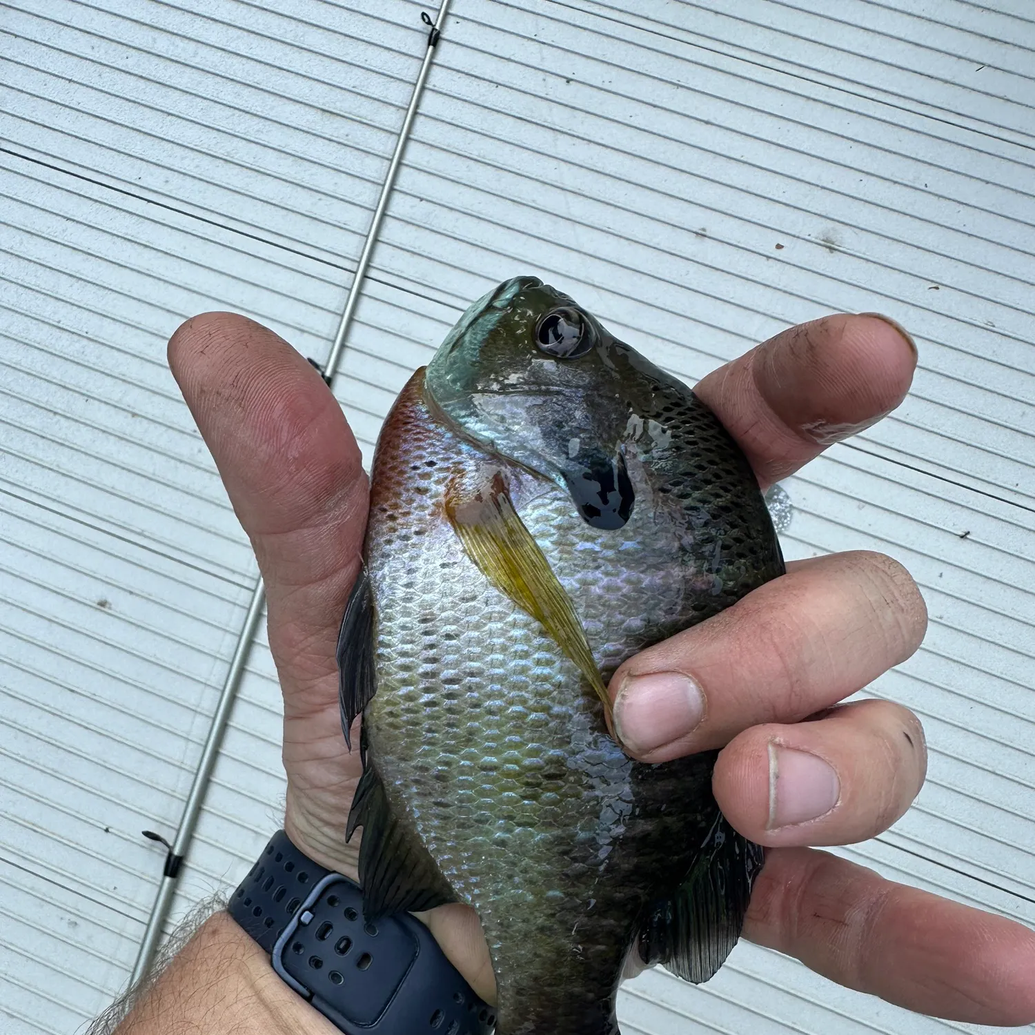 recently logged catches