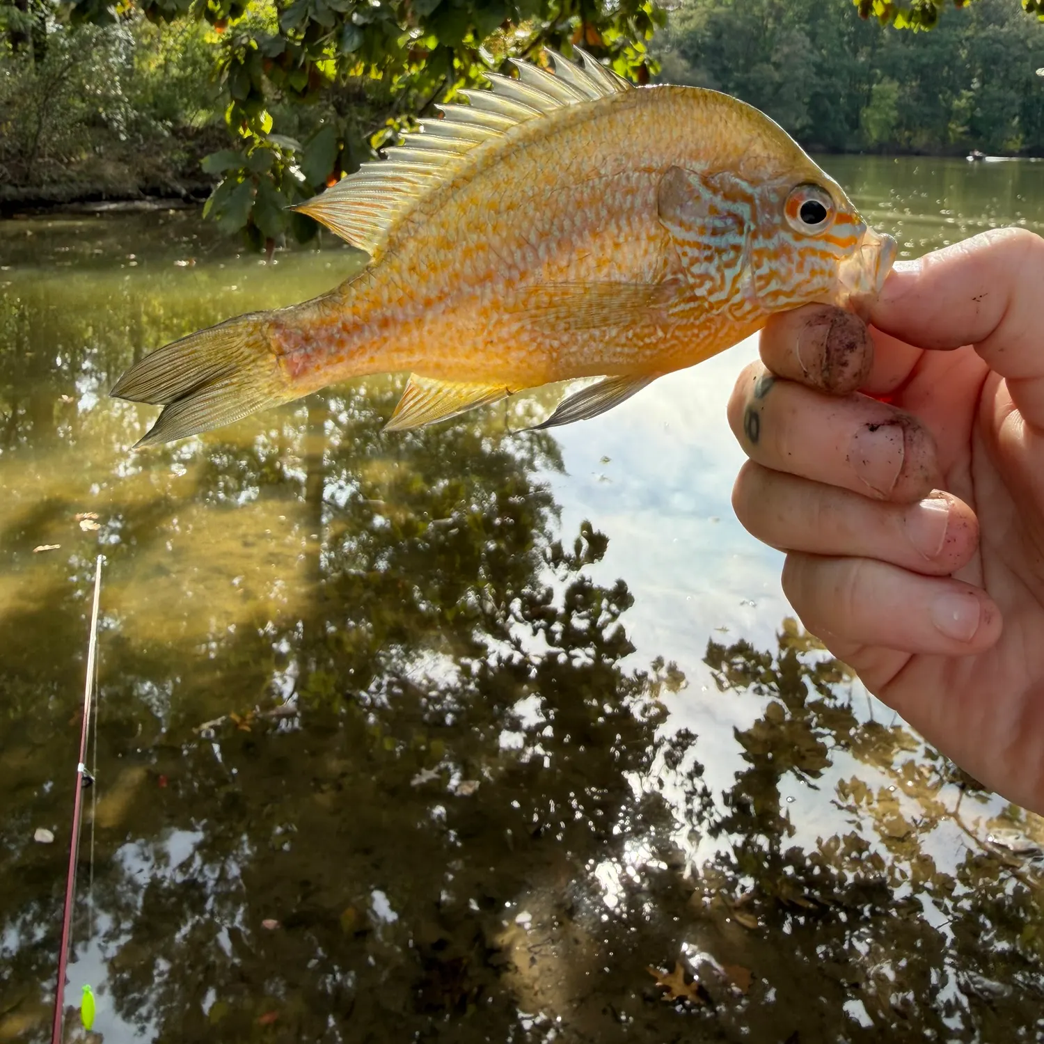 Longear sunfish caught on Fishbrain