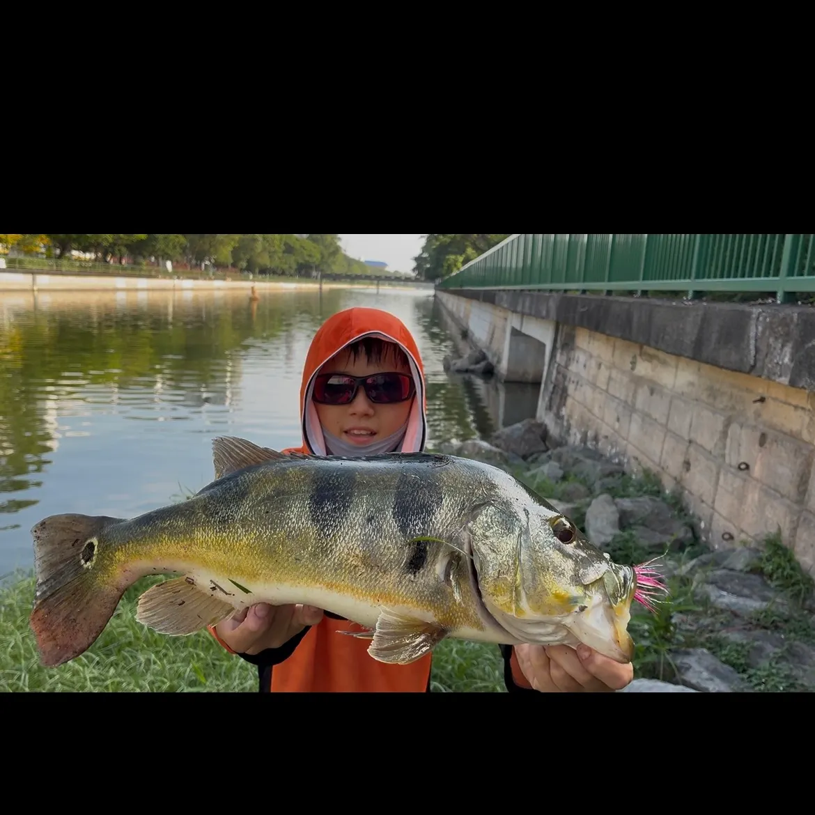The most recent Monoculus peacock bass catches on Fishbrain