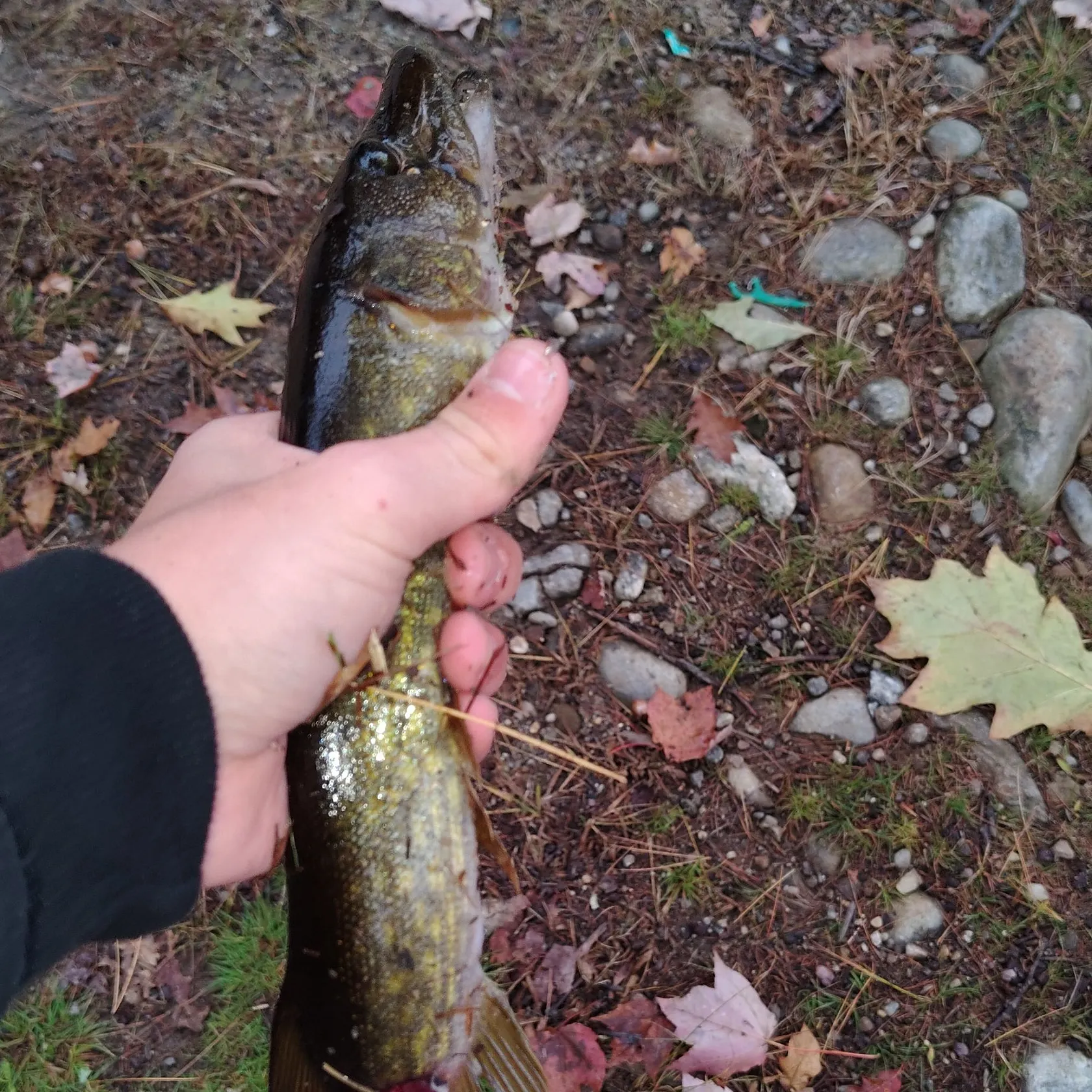 Chain pickerel caught on Fishbrain