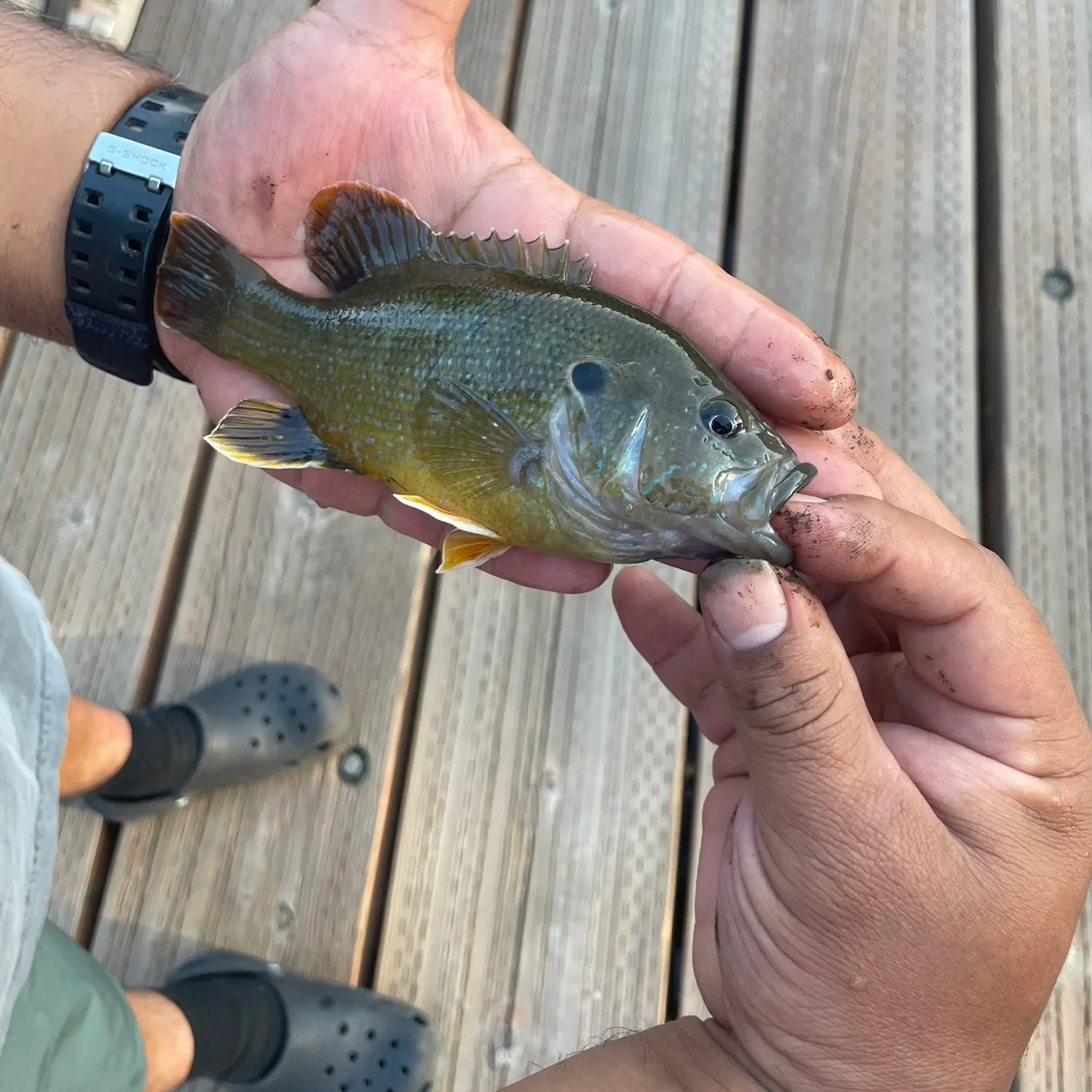 Green sunfish caught on Fishbrain