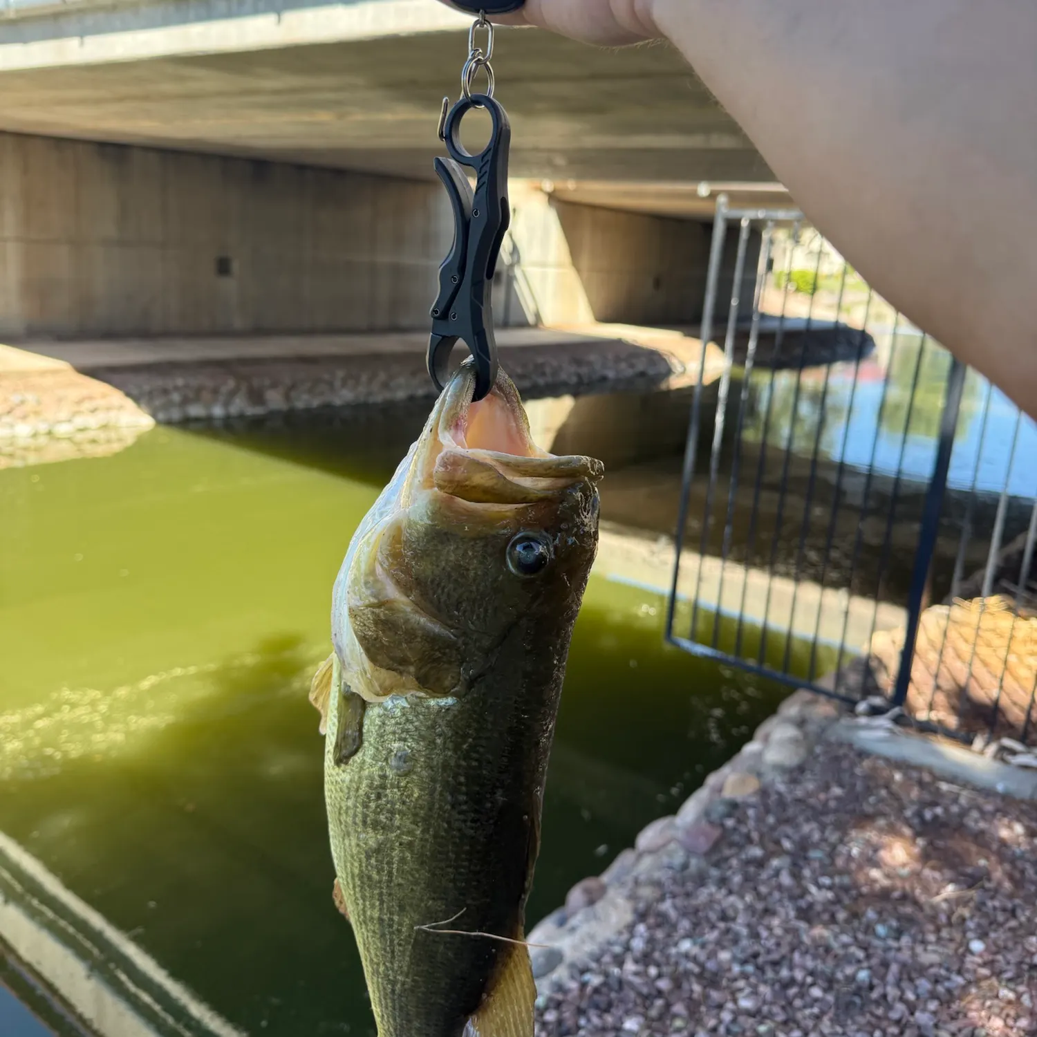 The most recent Largemouth bass catches on Fishbrain