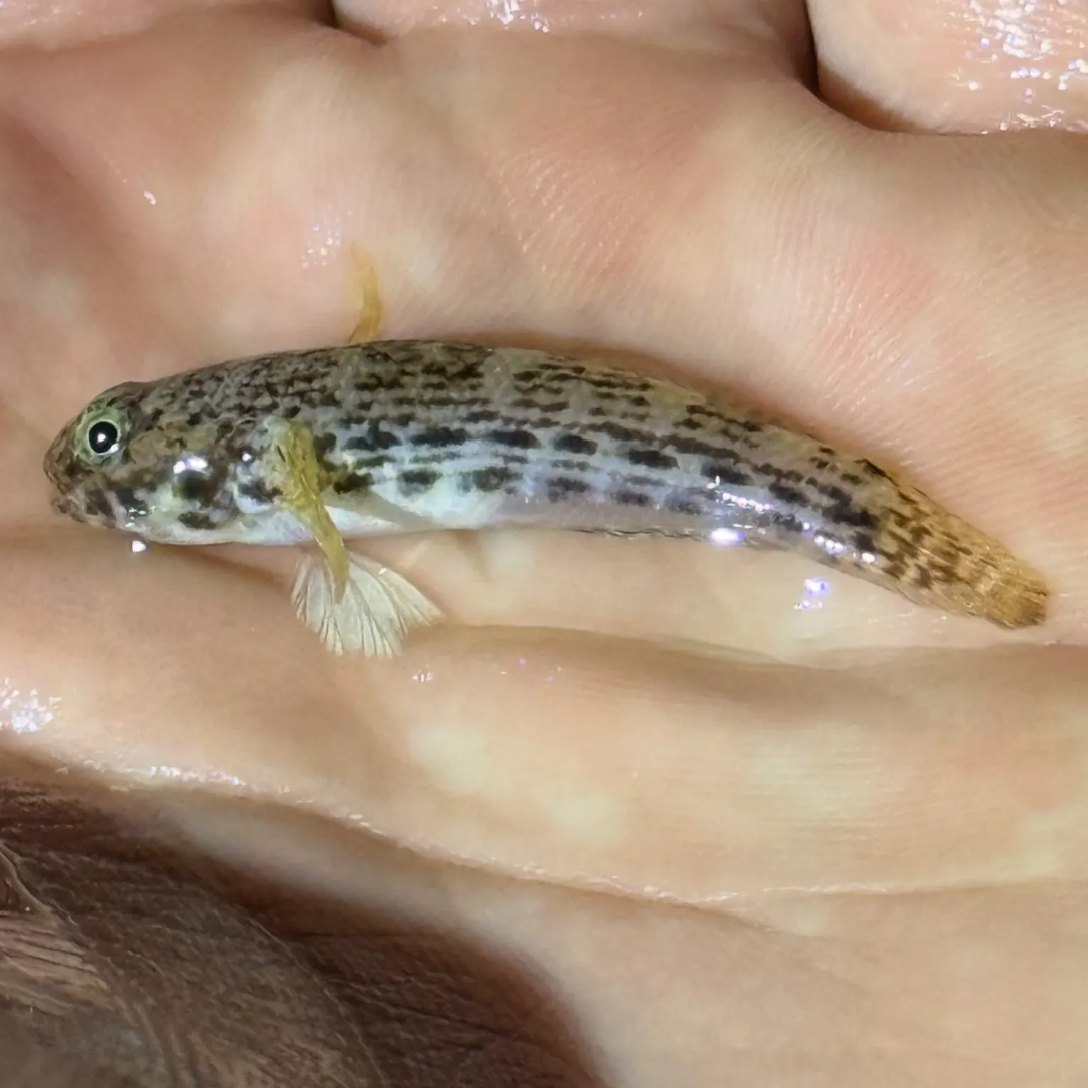 The most recent Twin-spotted frillfin goby catches on Fishbrain