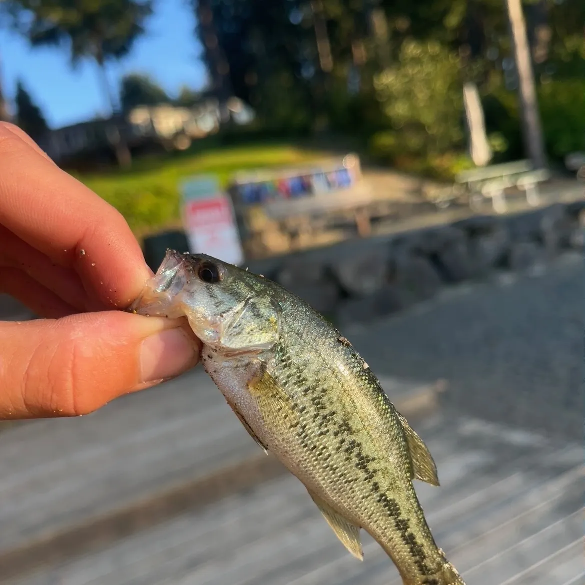Largemouth bass caught on Fishbrain