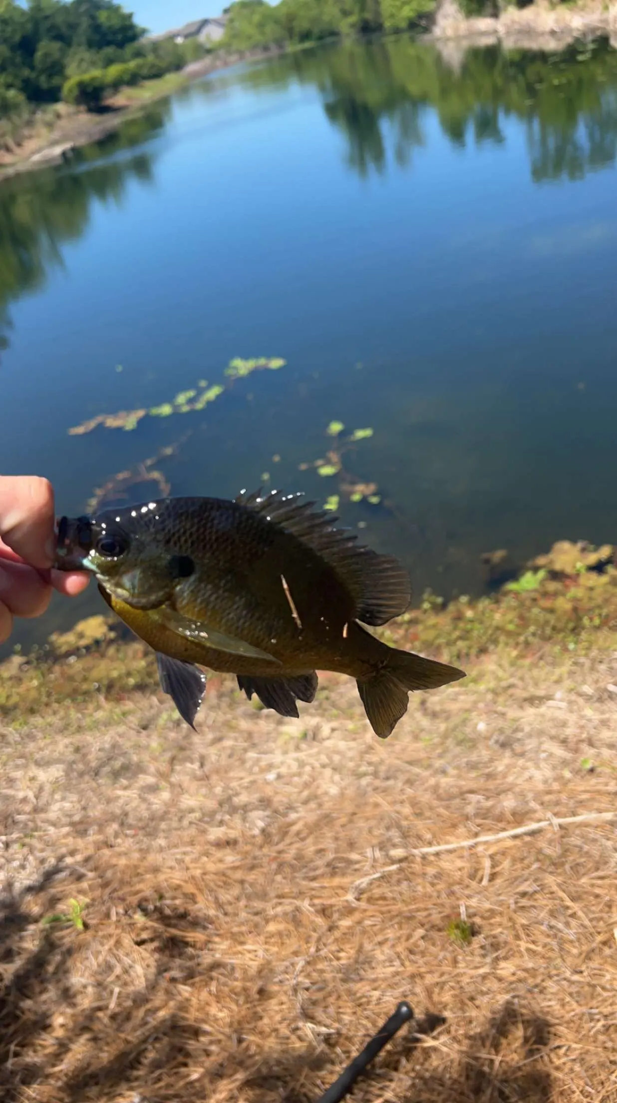 Bluegill