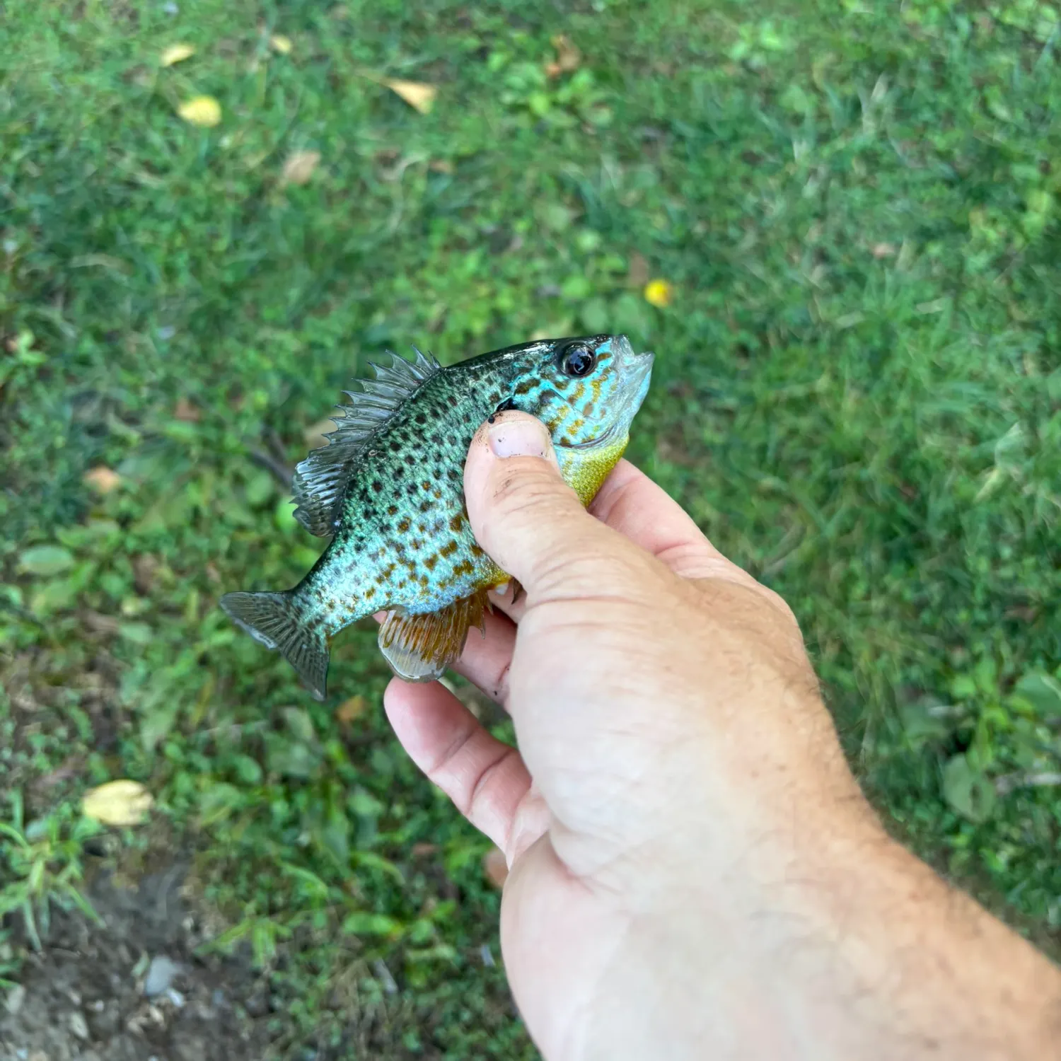 Pumpkinseed caught on Fishbrain
