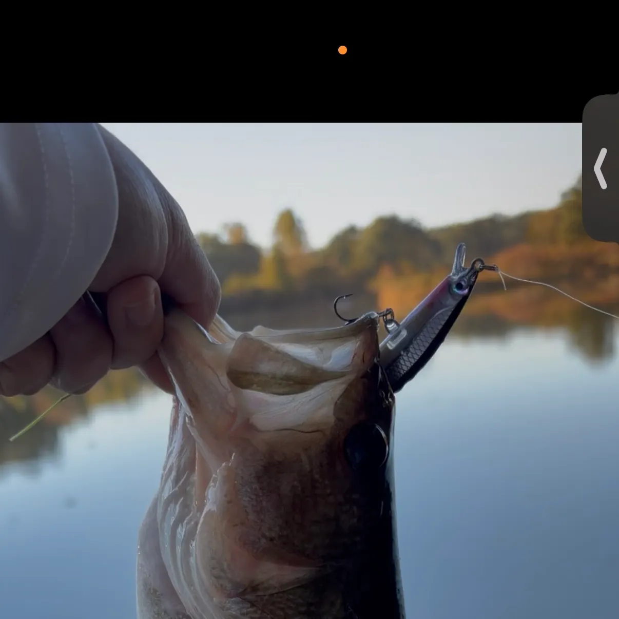 Largemouth bass caught on Fishbrain