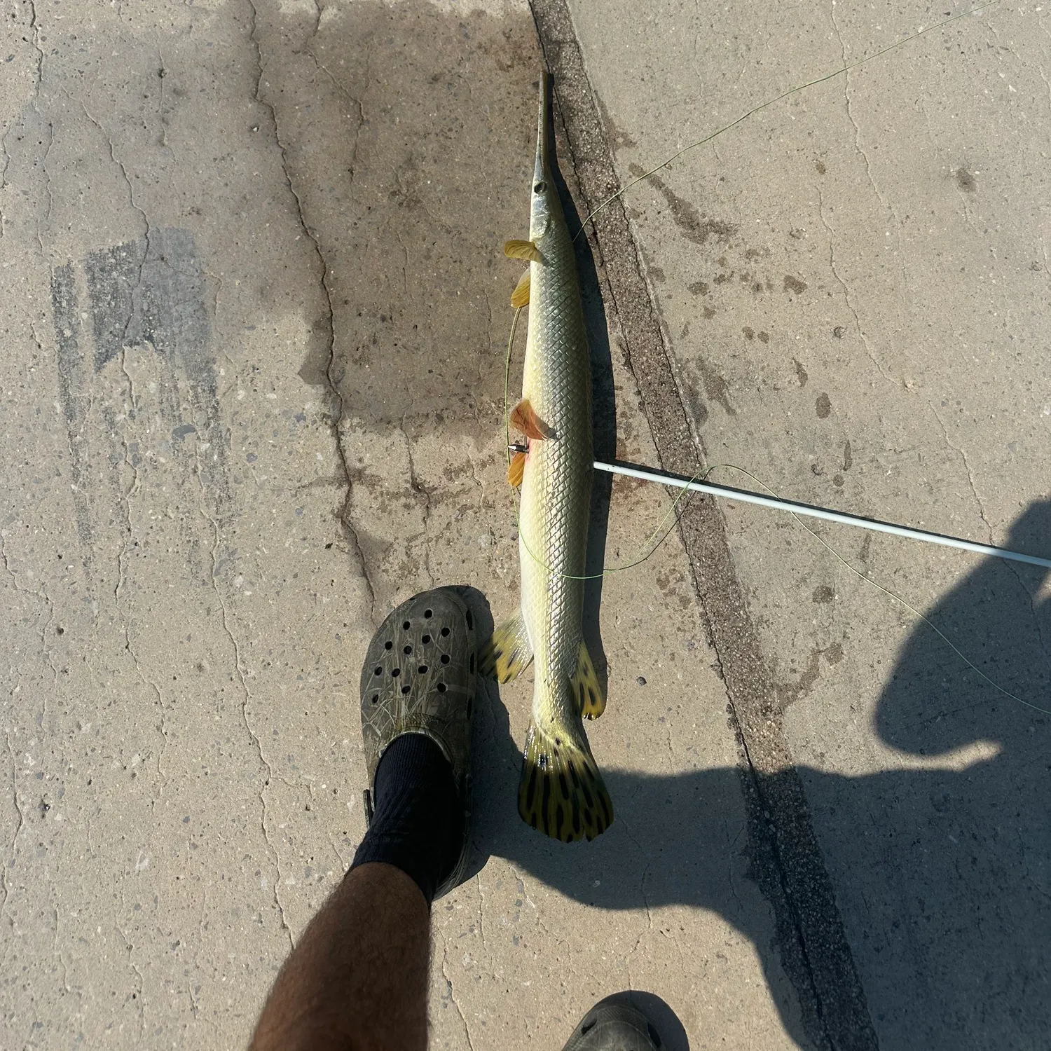 The most recent Shortnose gar catches on Fishbrain