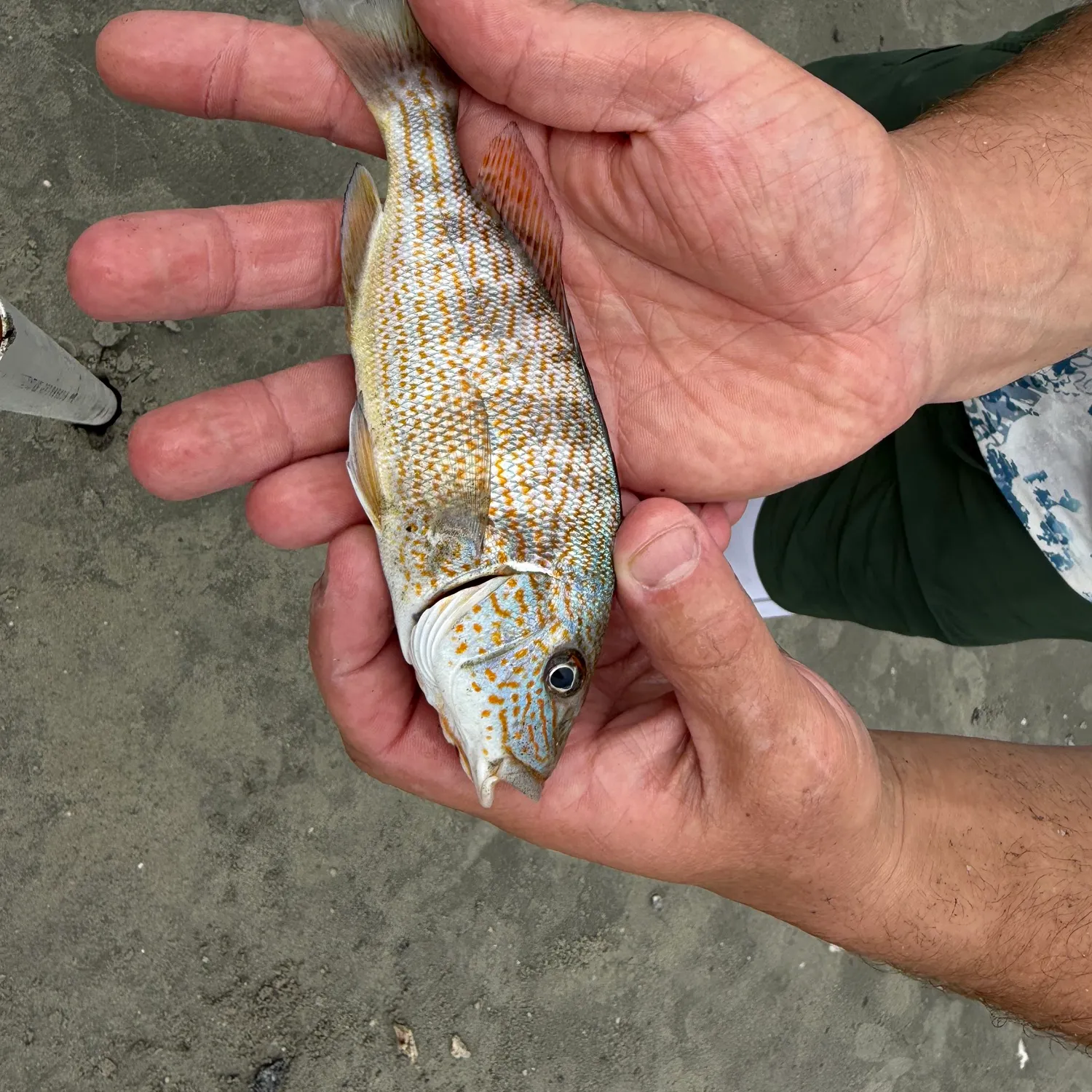 White grunt caught on Fishbrain