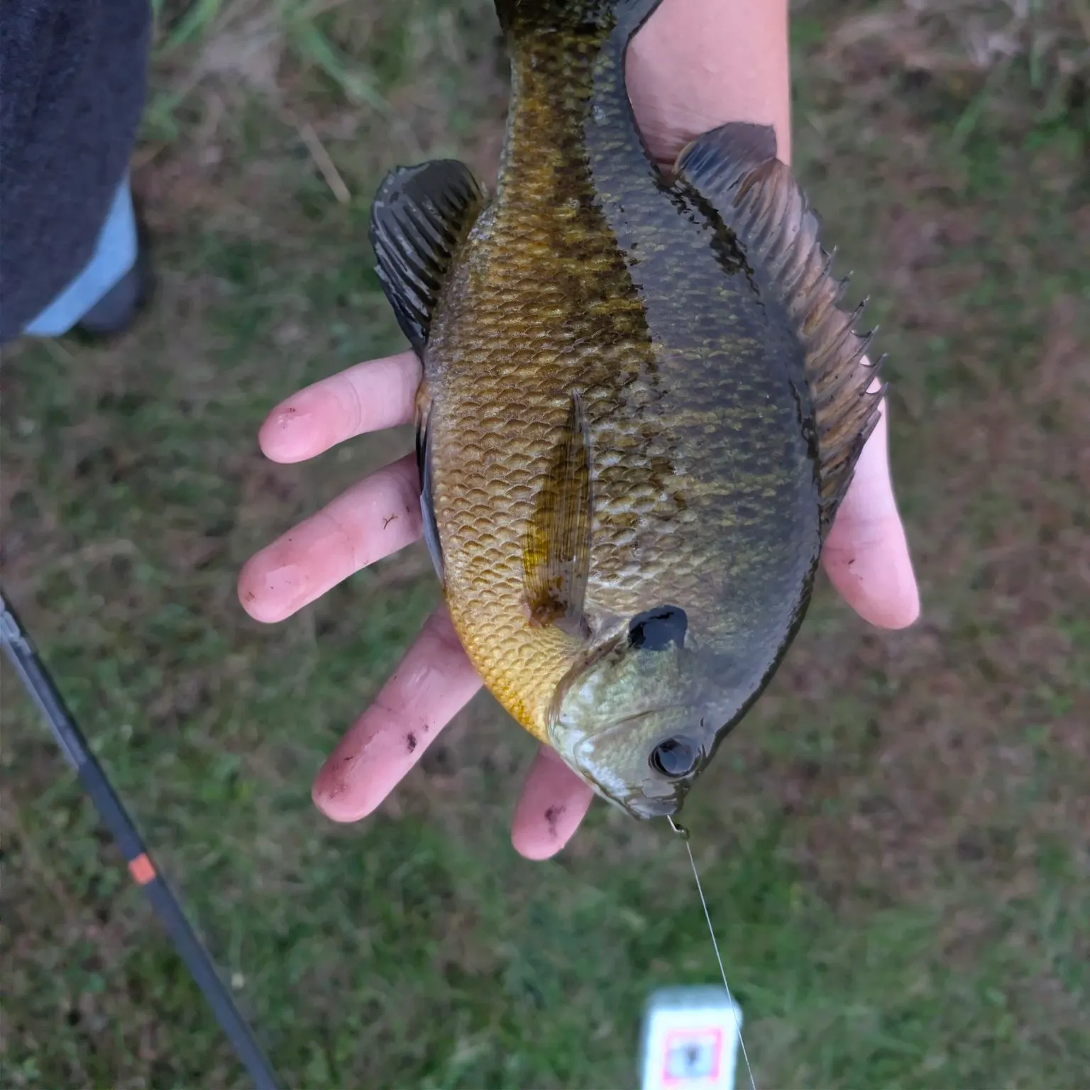 Bluegill caught on Fishbrain
