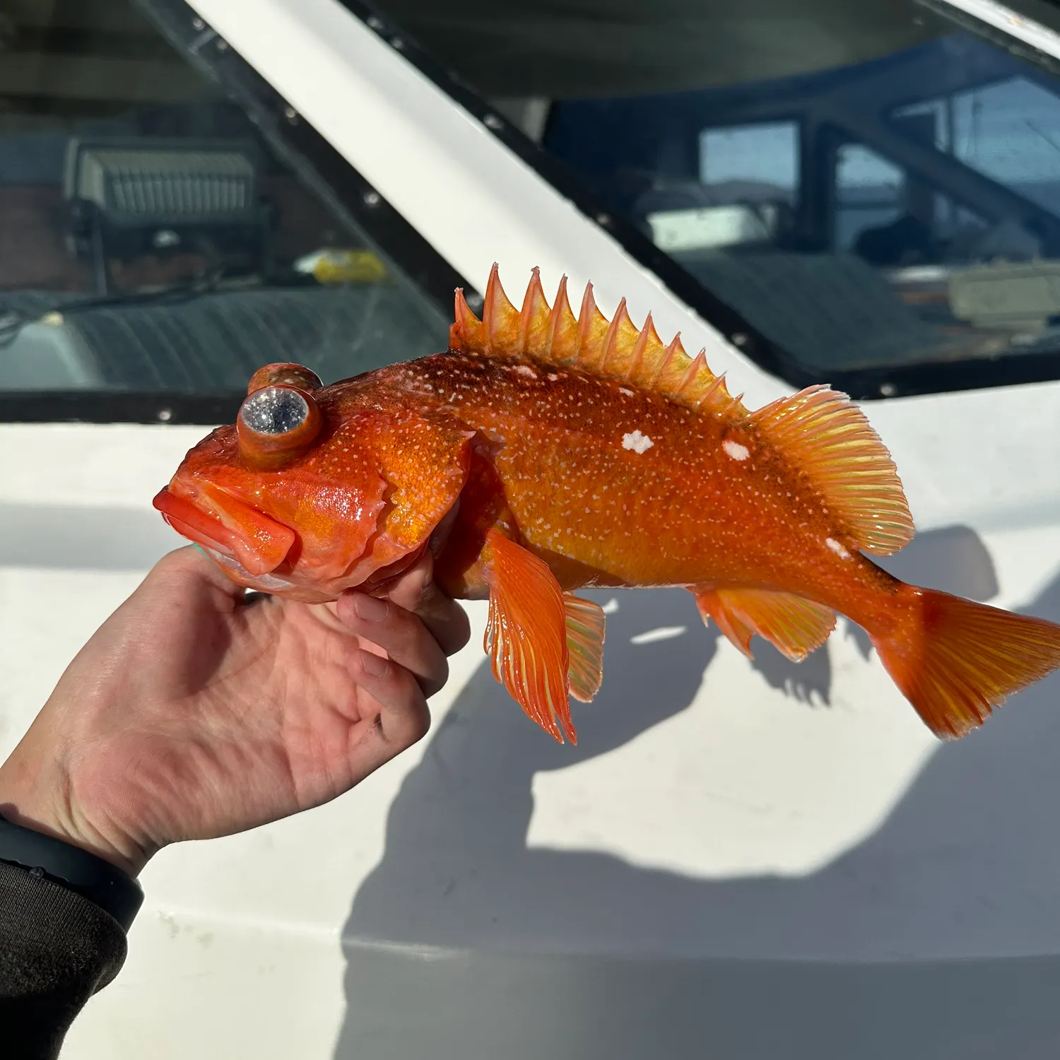 The most recent Honeycomb rockfish catches on Fishbrain