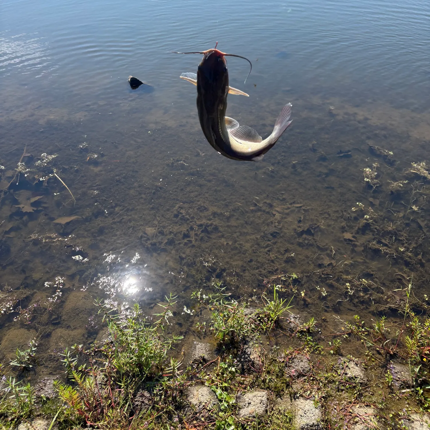 Channel catfish caught on Fishbrain