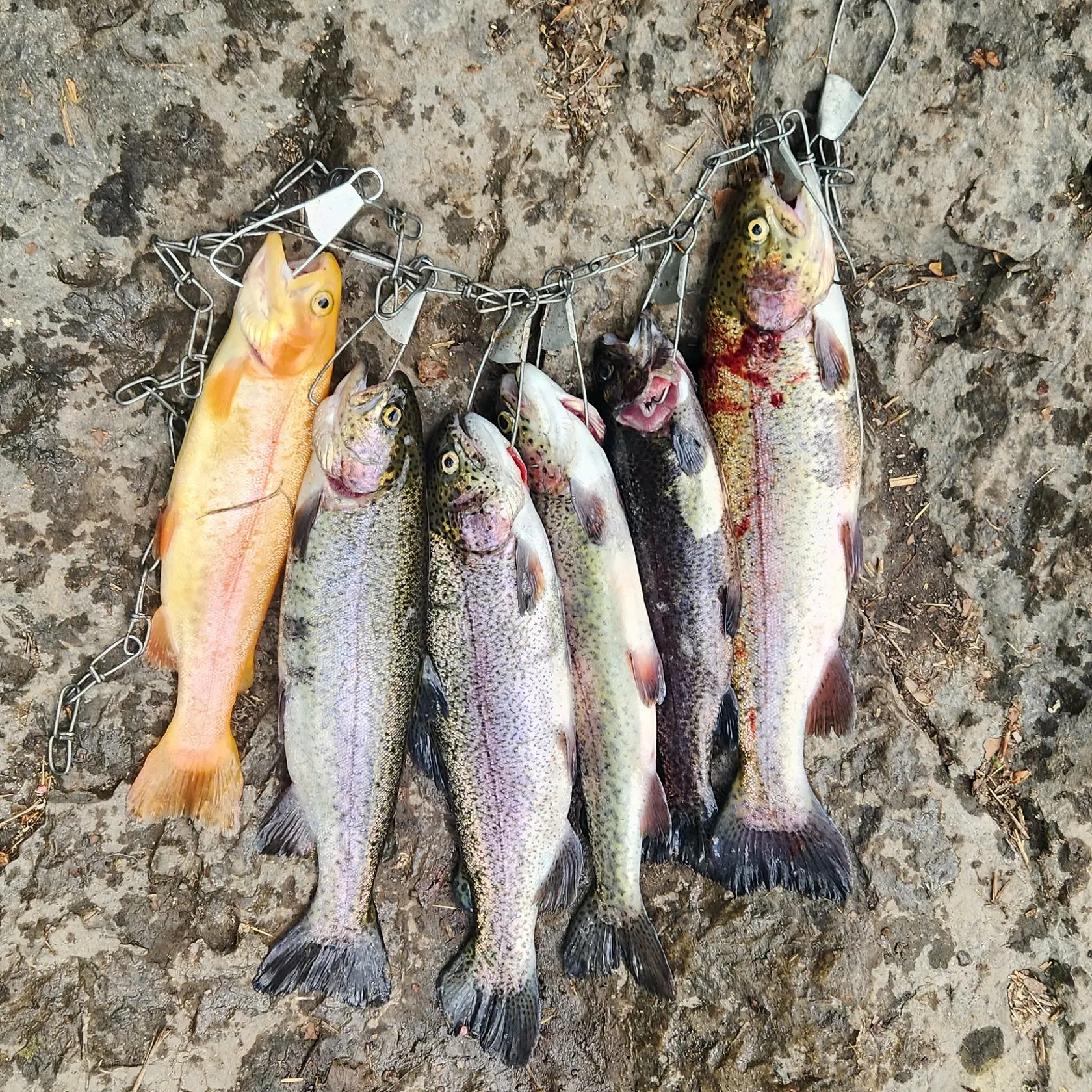 recently logged catches