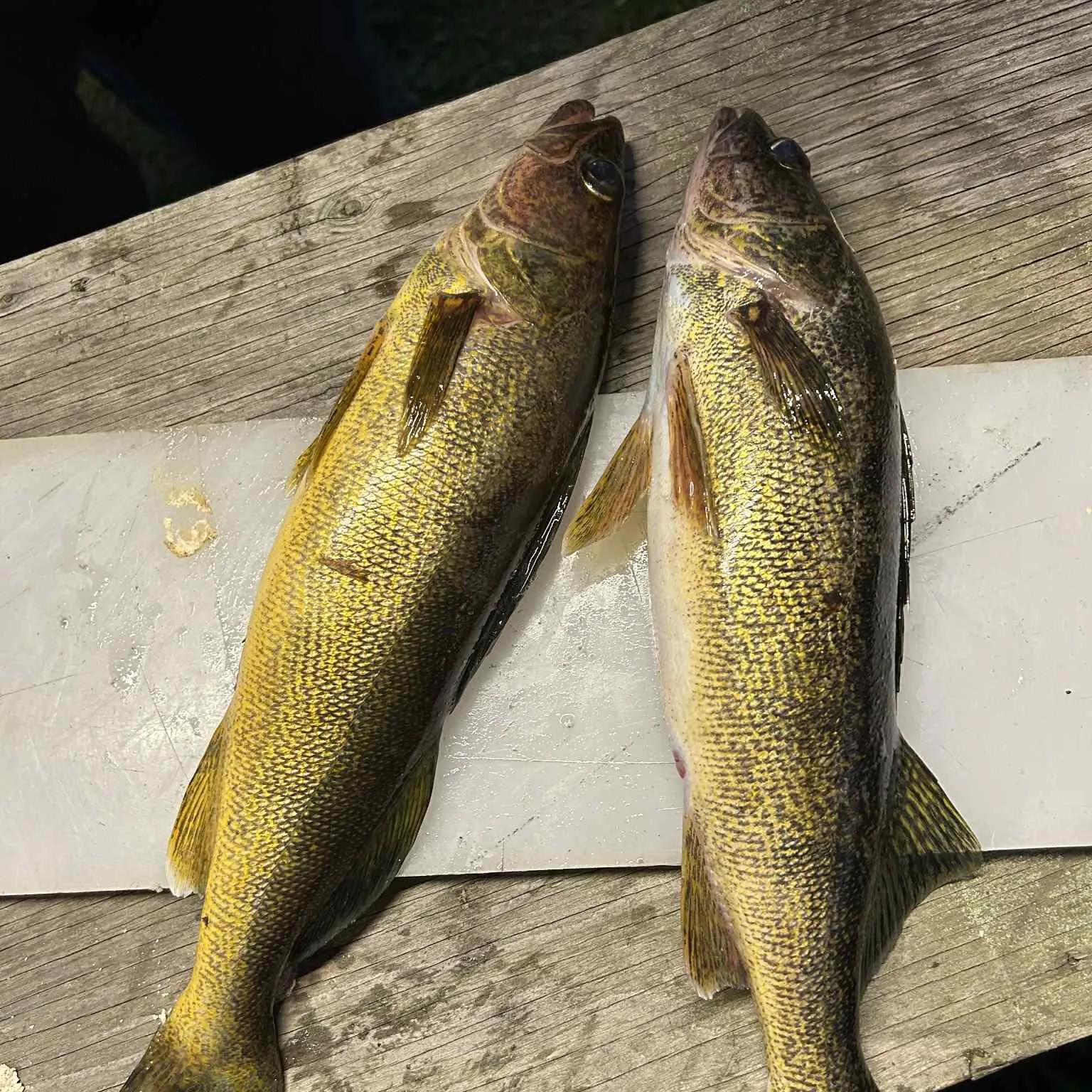 recently logged catches