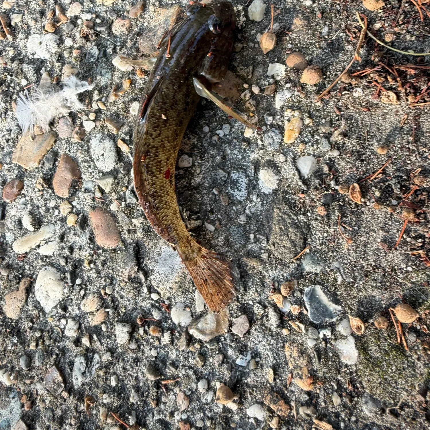 Round goby caught on Fishbrain