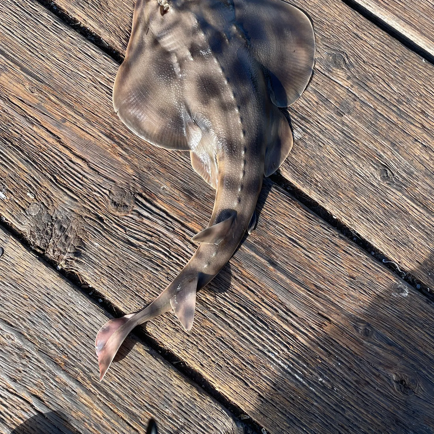 Pacific shovelnose guitarfish caught on Fishbrain