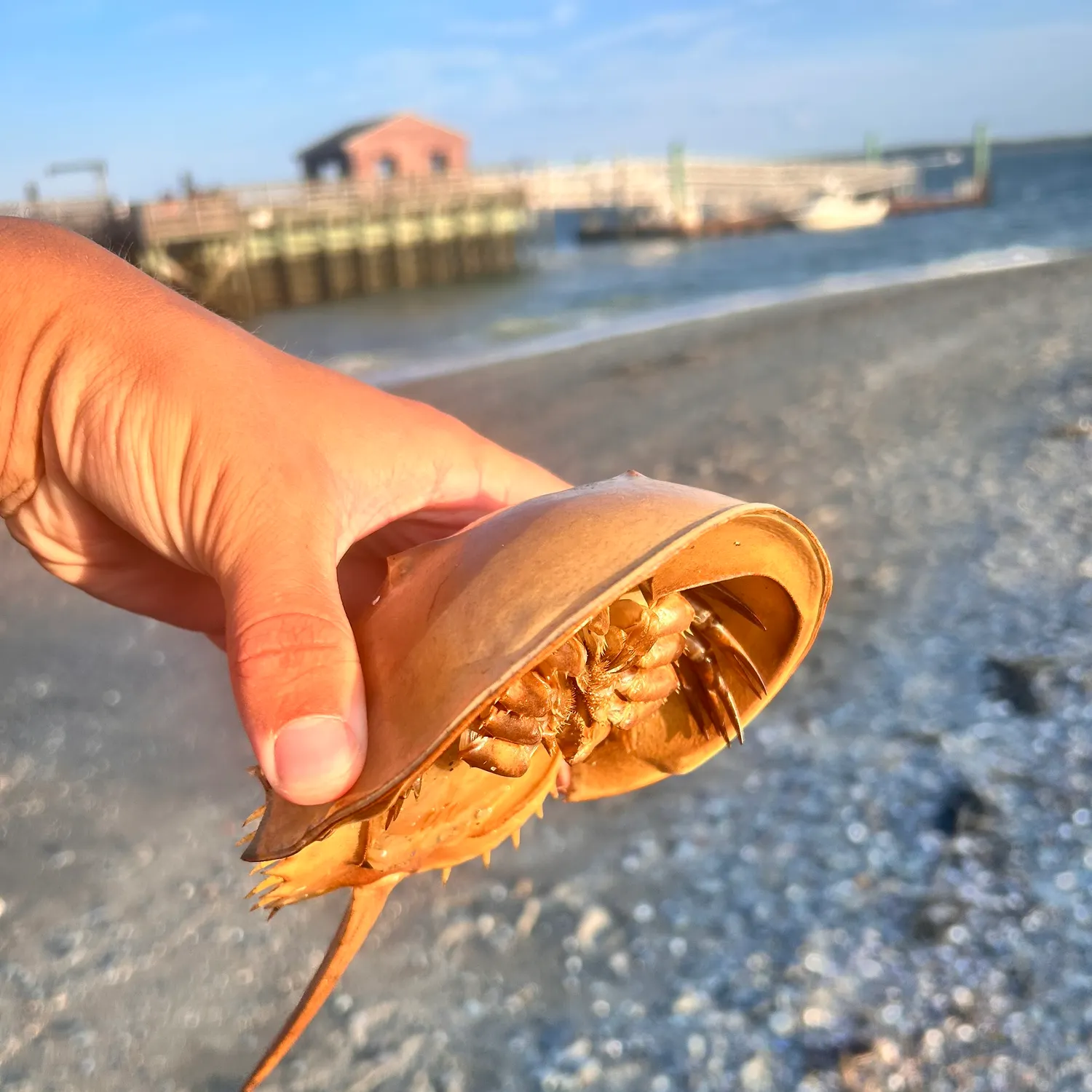 Atlantic horseshoe crab caught on Fishbrain