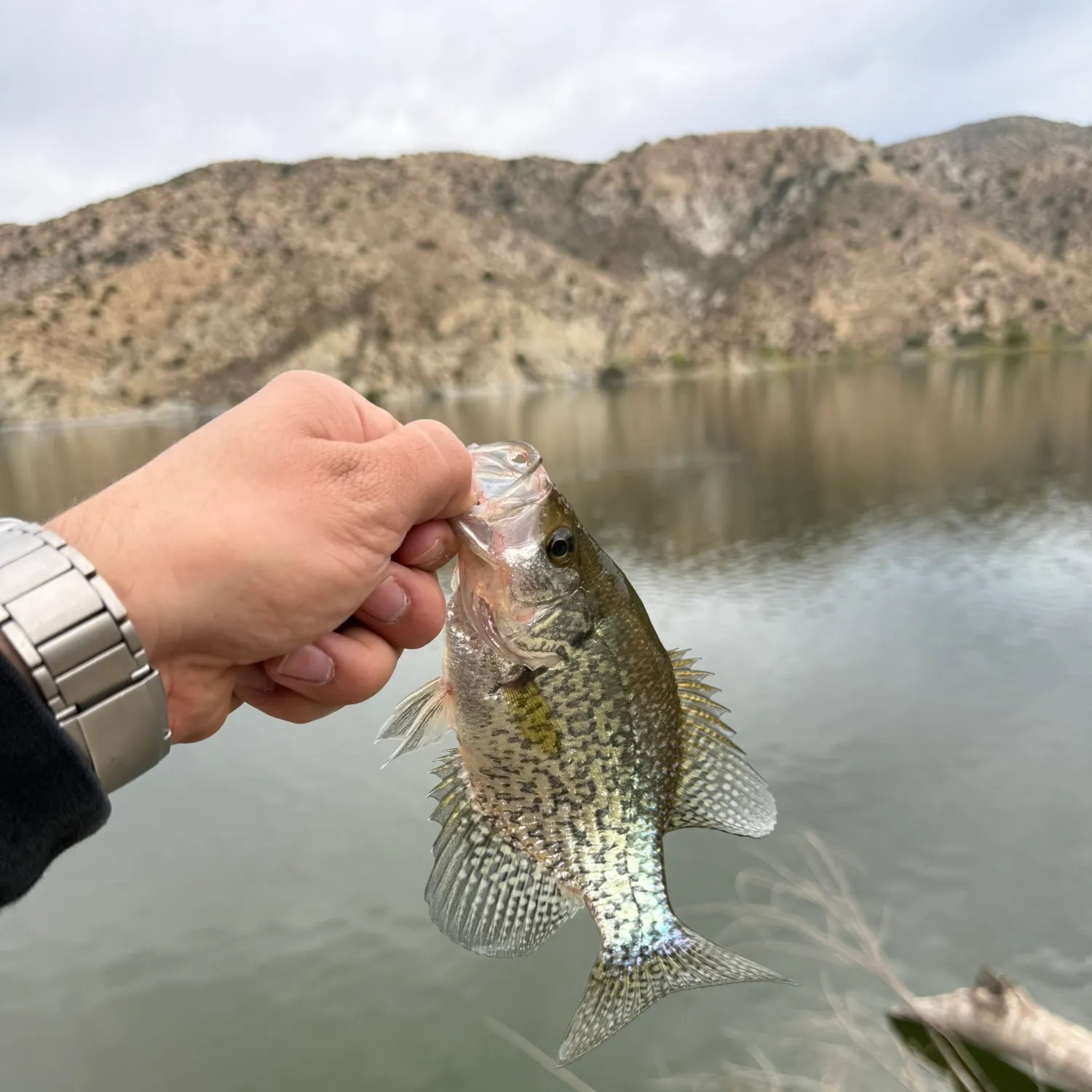 Black crappie caught on Fishbrain