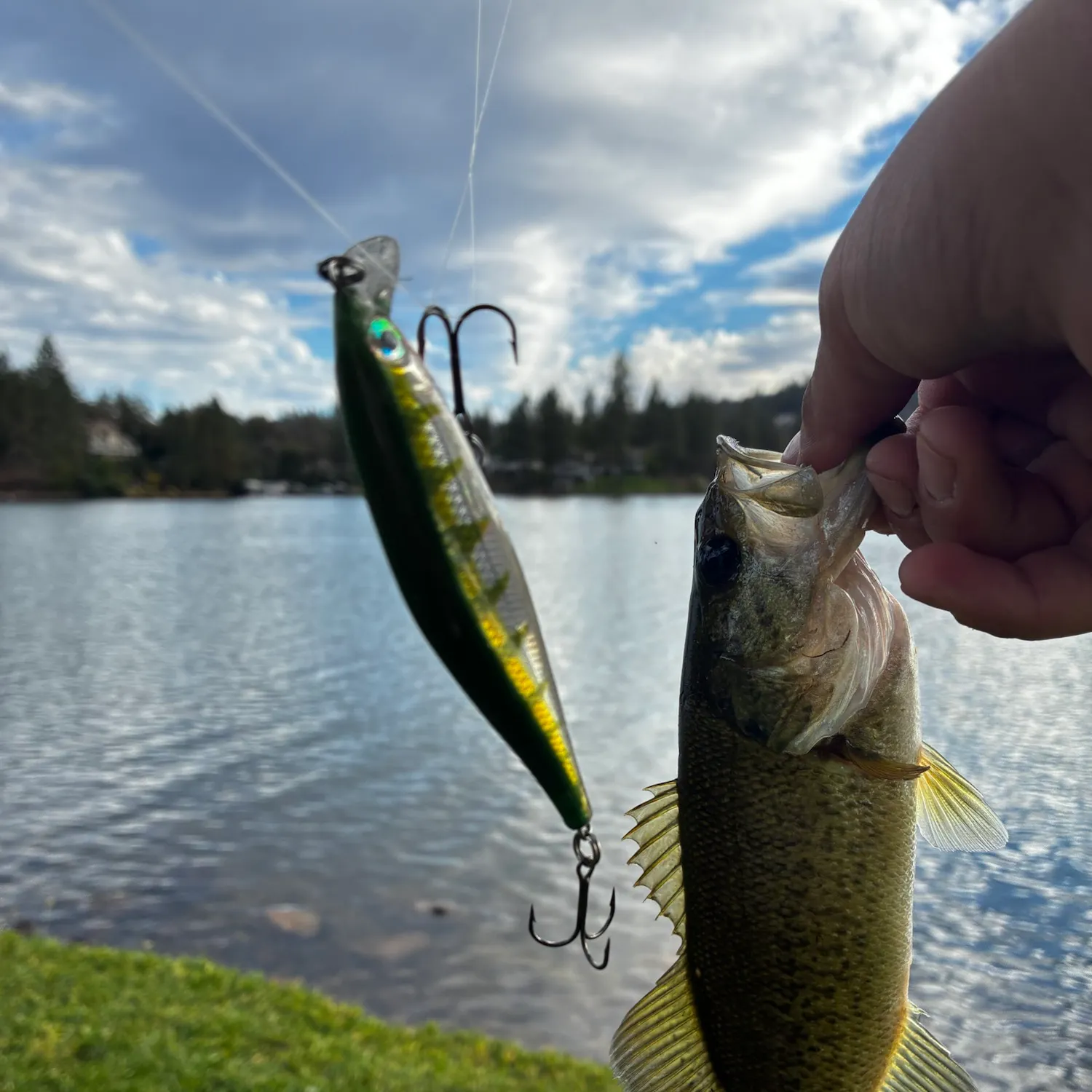 Largemouth bass caught on Fishbrain