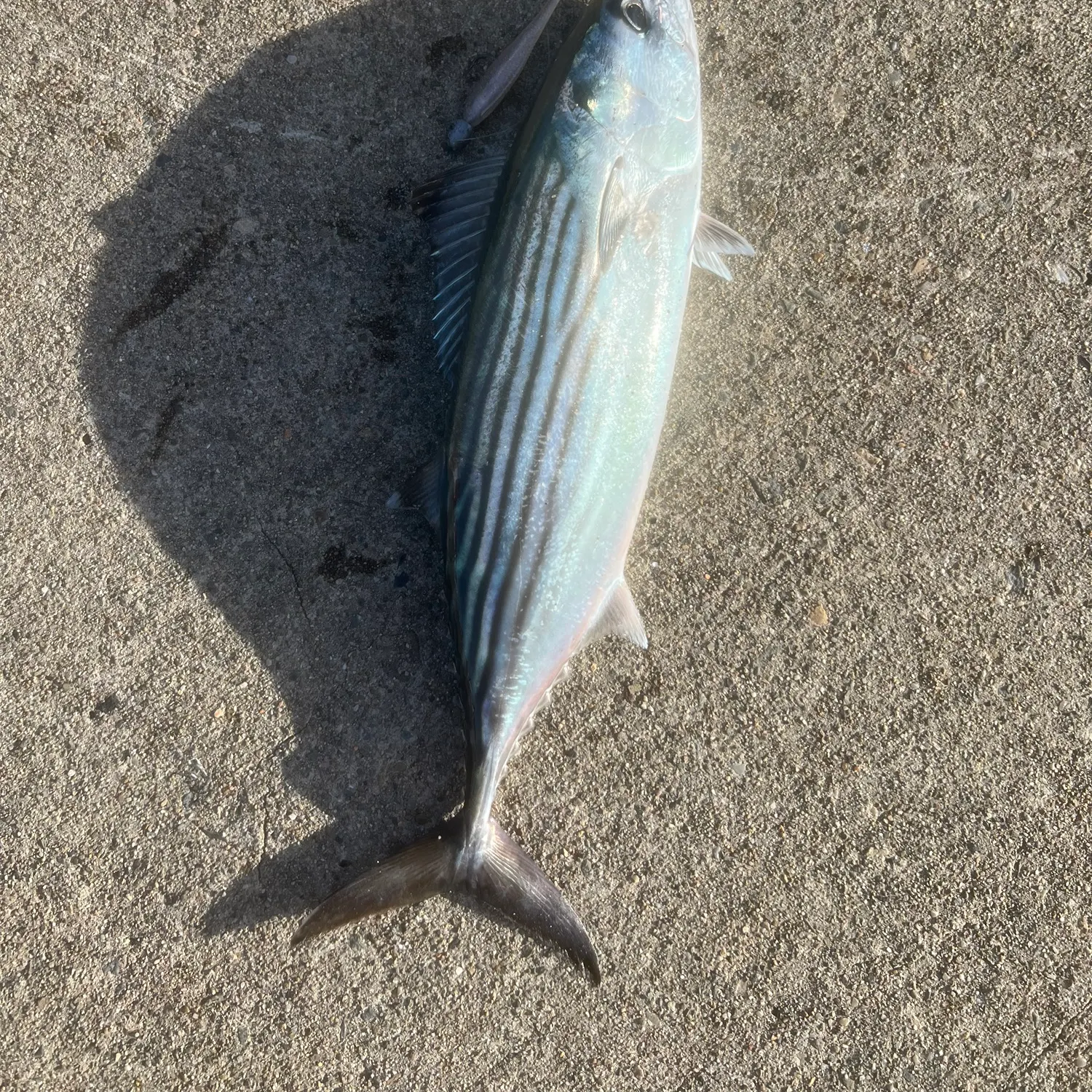 The most recent Australian bonito catches on Fishbrain