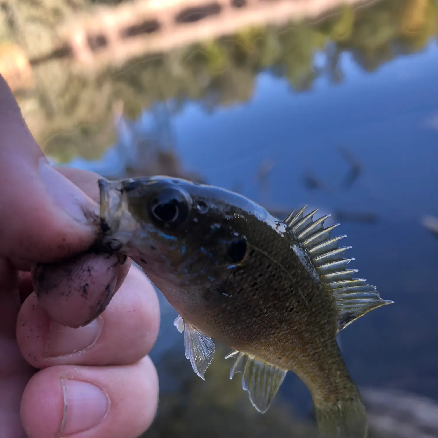Green sunfish caught on Fishbrain