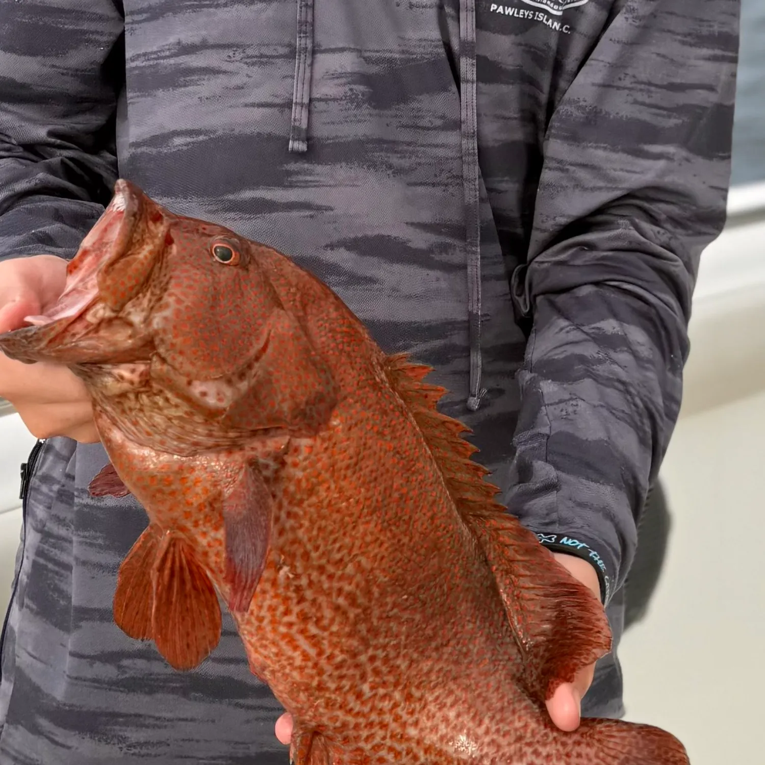 The most recent Red hind grouper catches on Fishbrain