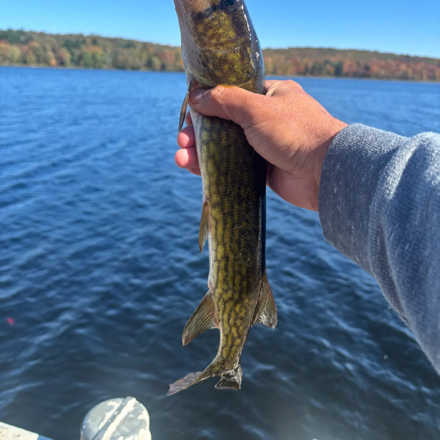 Chain pickerel caught on Fishbrain