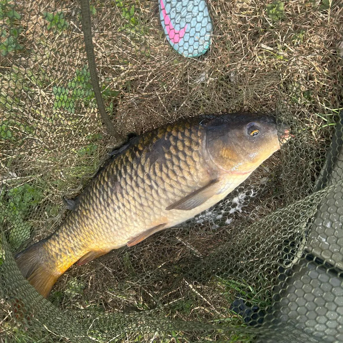 Common carp caught on Fishbrain