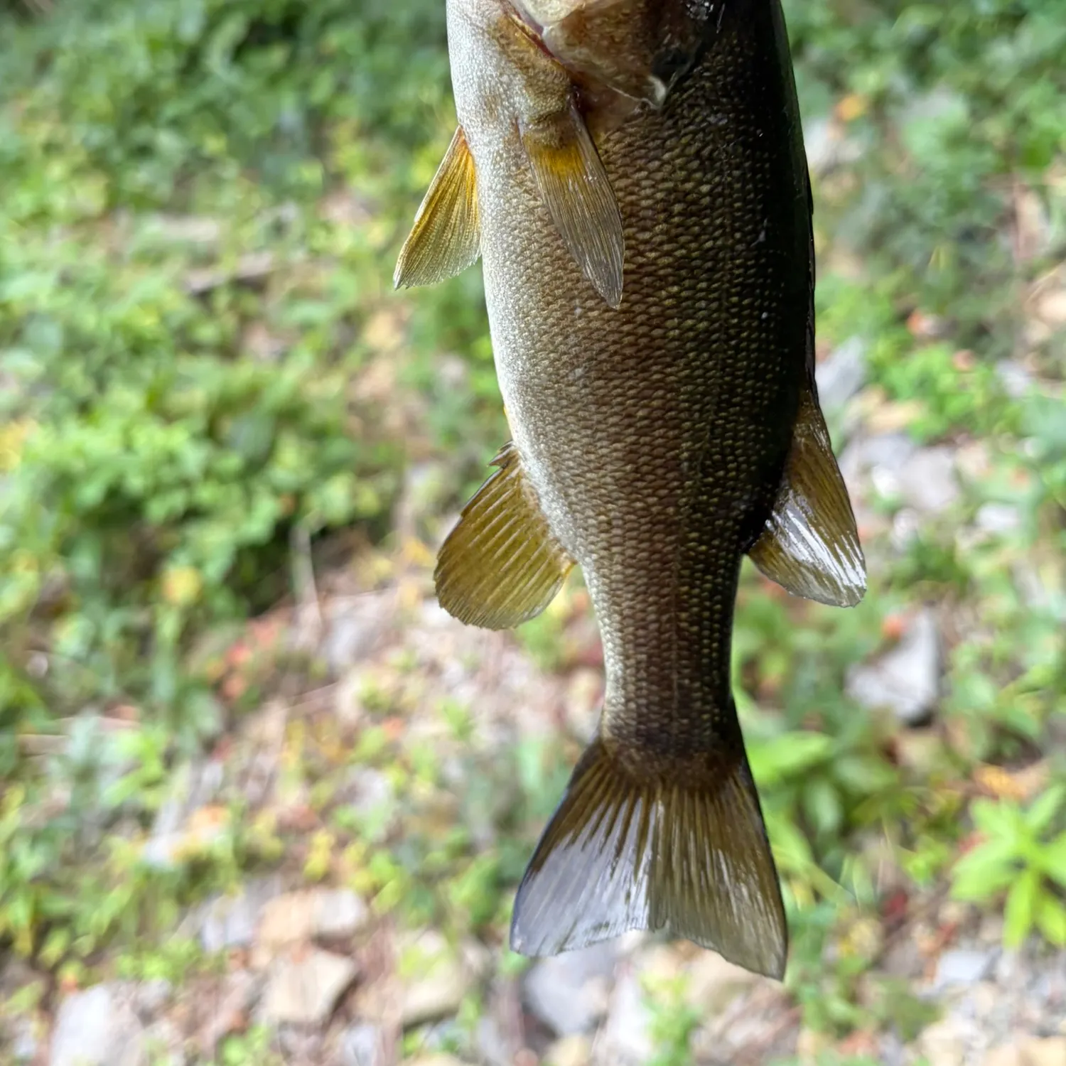 Smallmouth bass caught on Fishbrain
