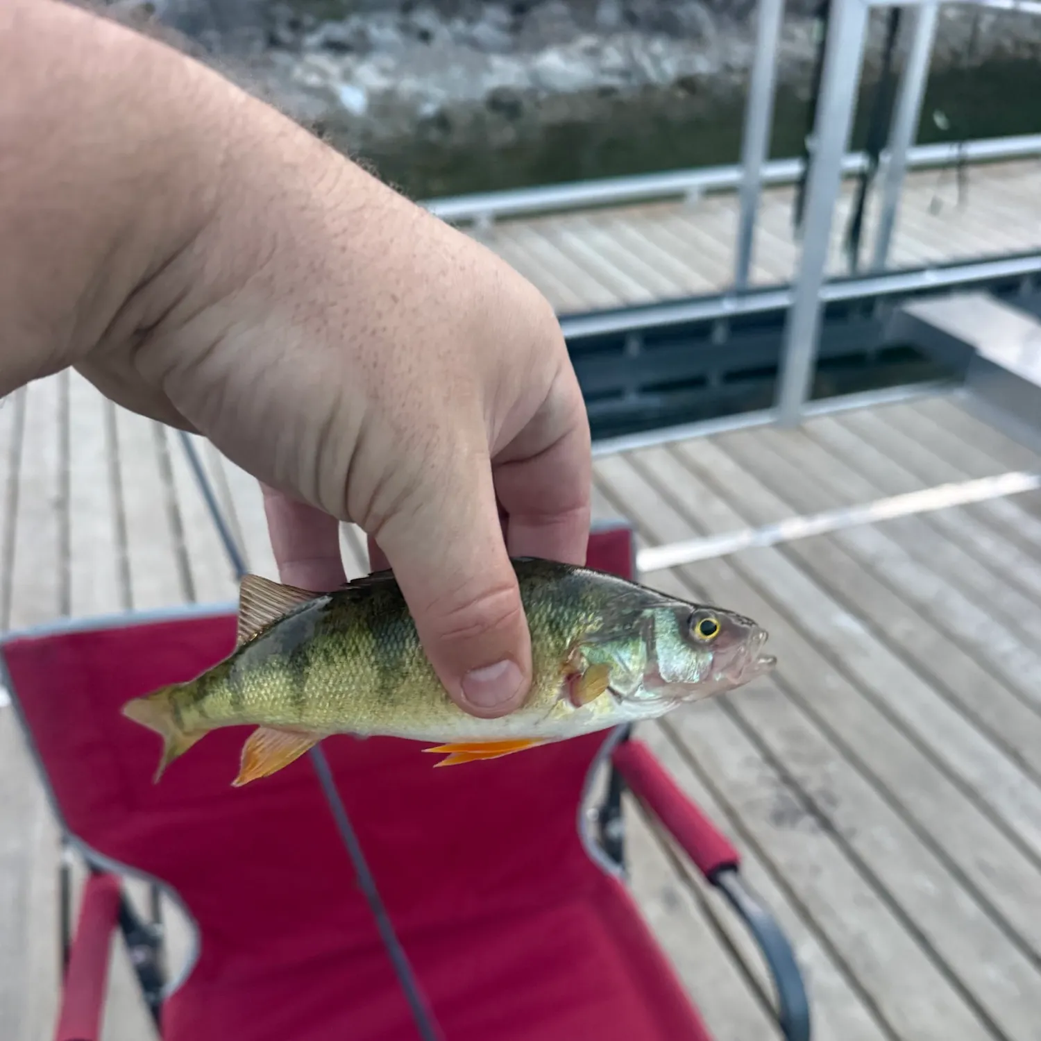 Yellow perch caught on Fishbrain