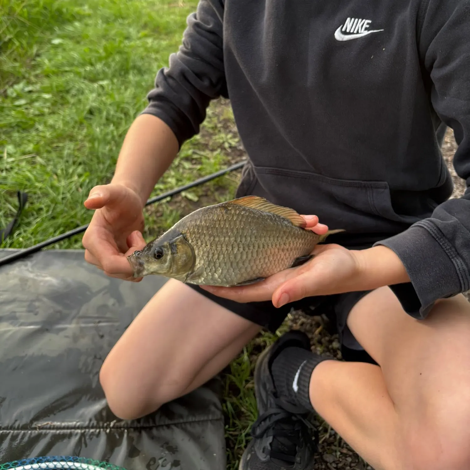 The most recent Crucian carp catches on Fishbrain