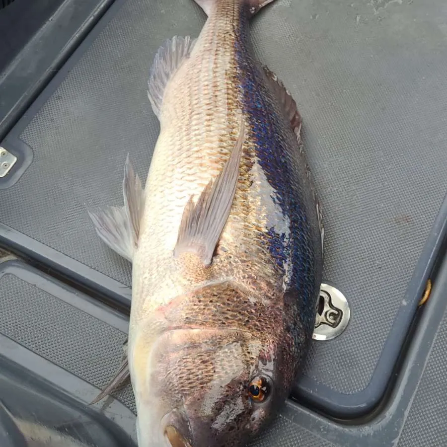 The most recent Common dentex catches on Fishbrain