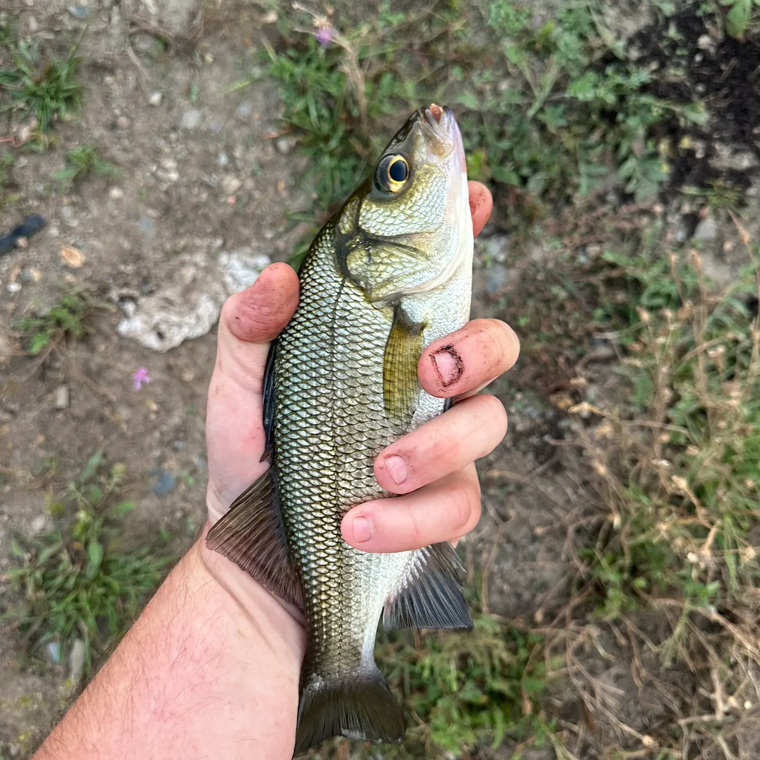 White perch caught on Fishbrain