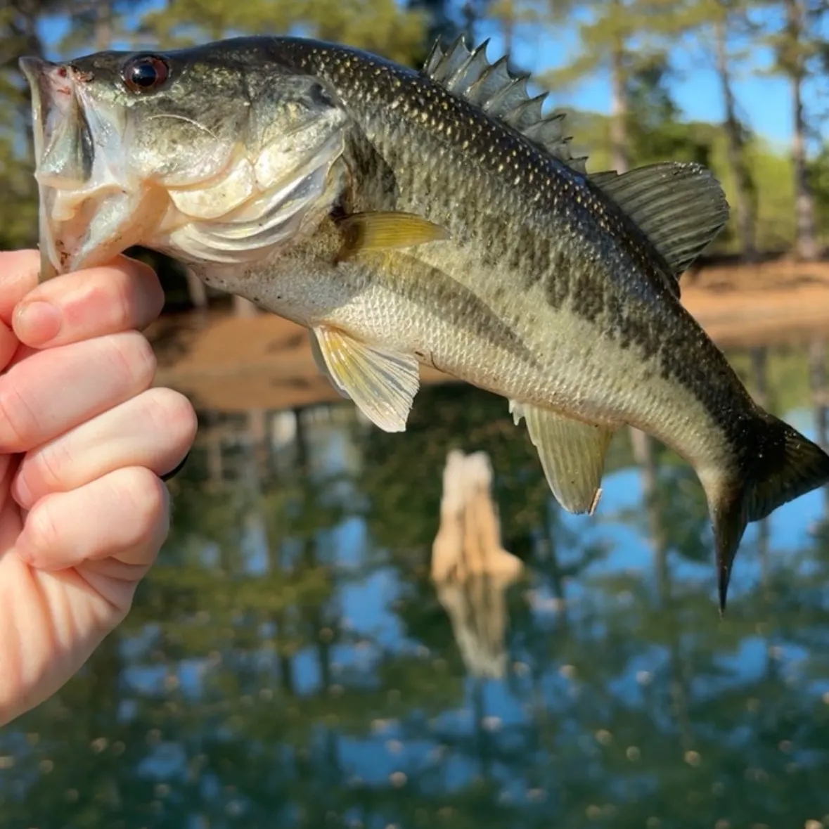 Largemouth bass caught on Fishbrain