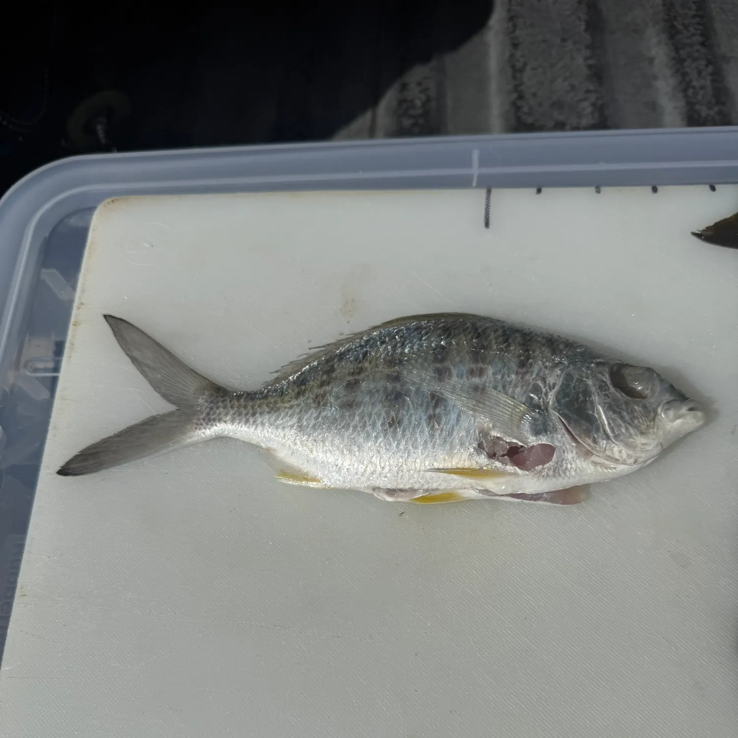 The most recent Yellowfin mojarra catches on Fishbrain