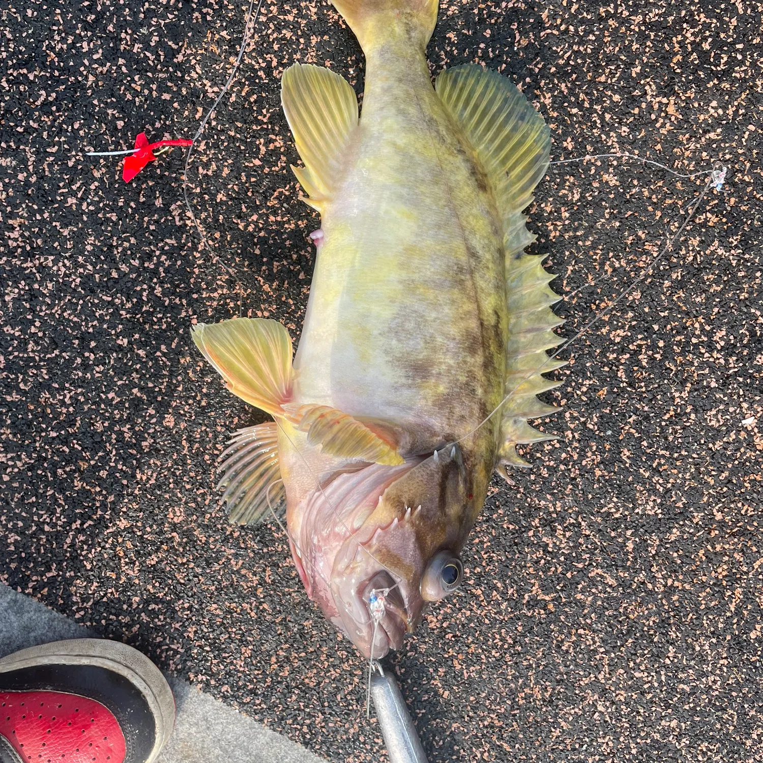 The most recent Gray rockfish catches on Fishbrain
