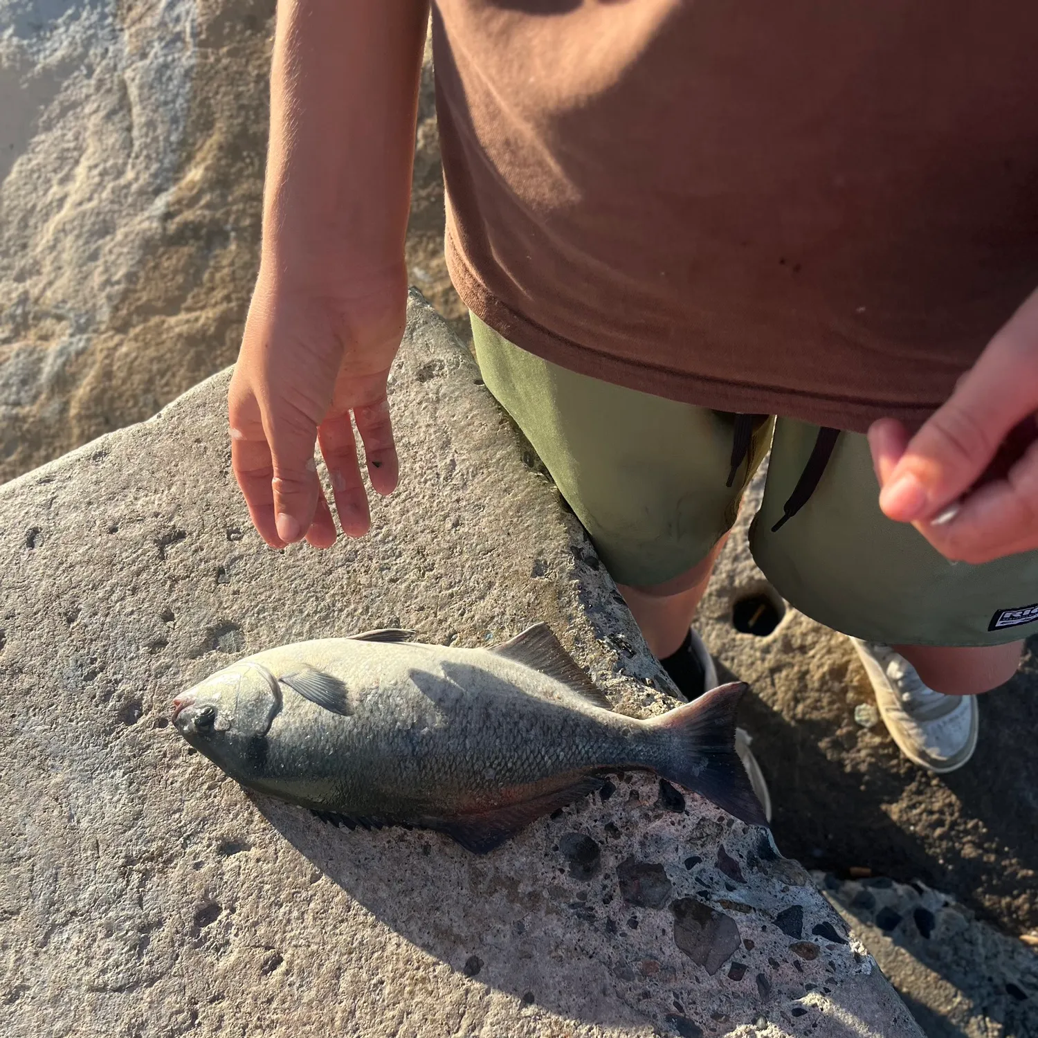 The most recent Halfmoon catches on Fishbrain