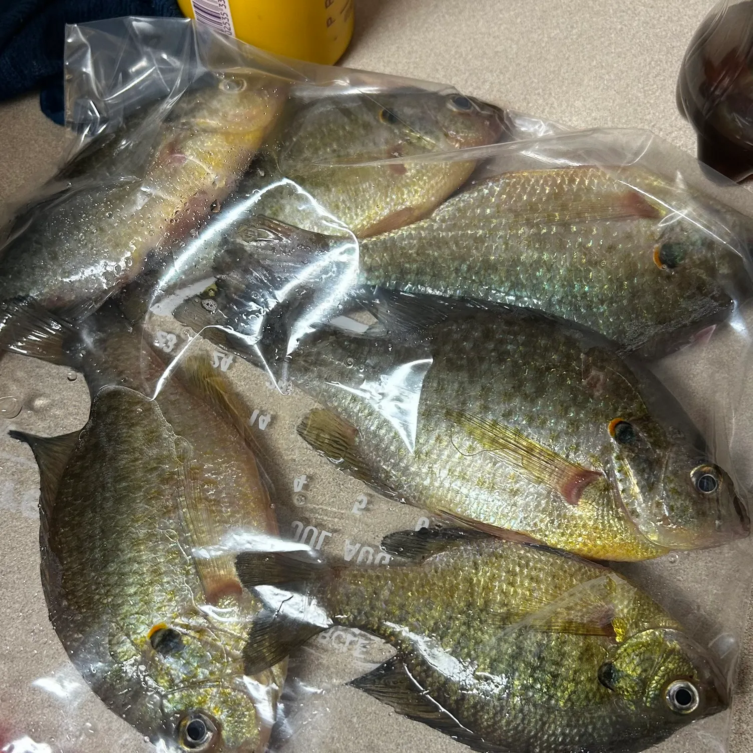 recently logged catches