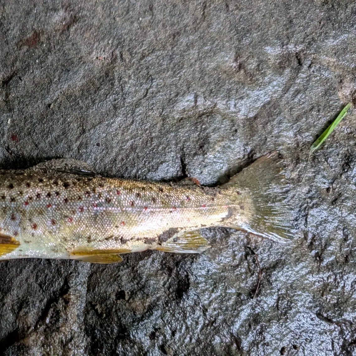 Brown trout caught on Fishbrain