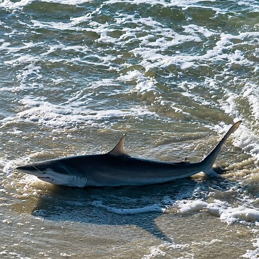 Blacktip shark caught on Fishbrain