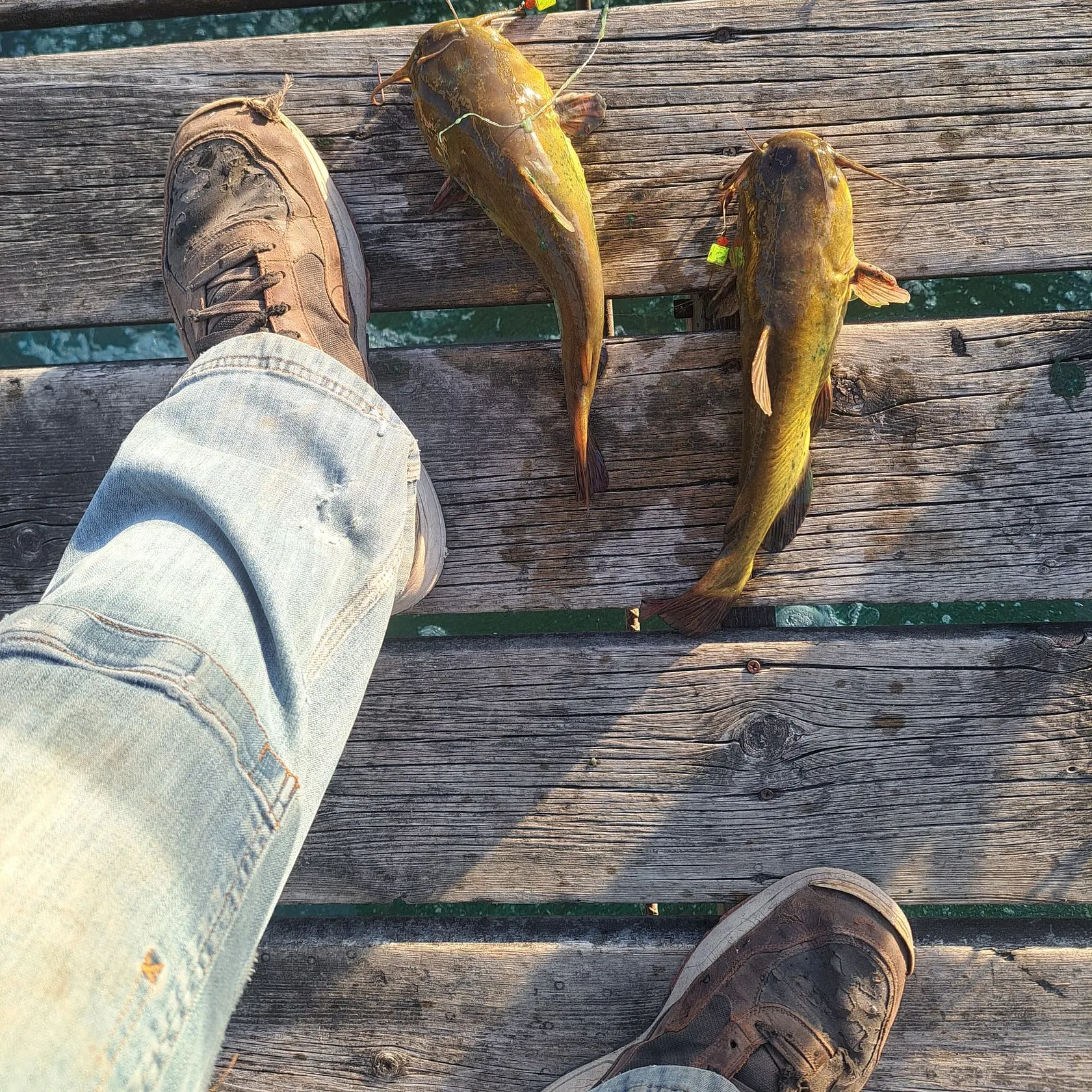 Black bullhead caught on Fishbrain