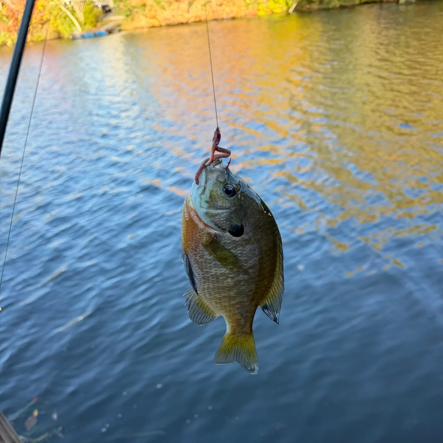Bluegill caught on Fishbrain