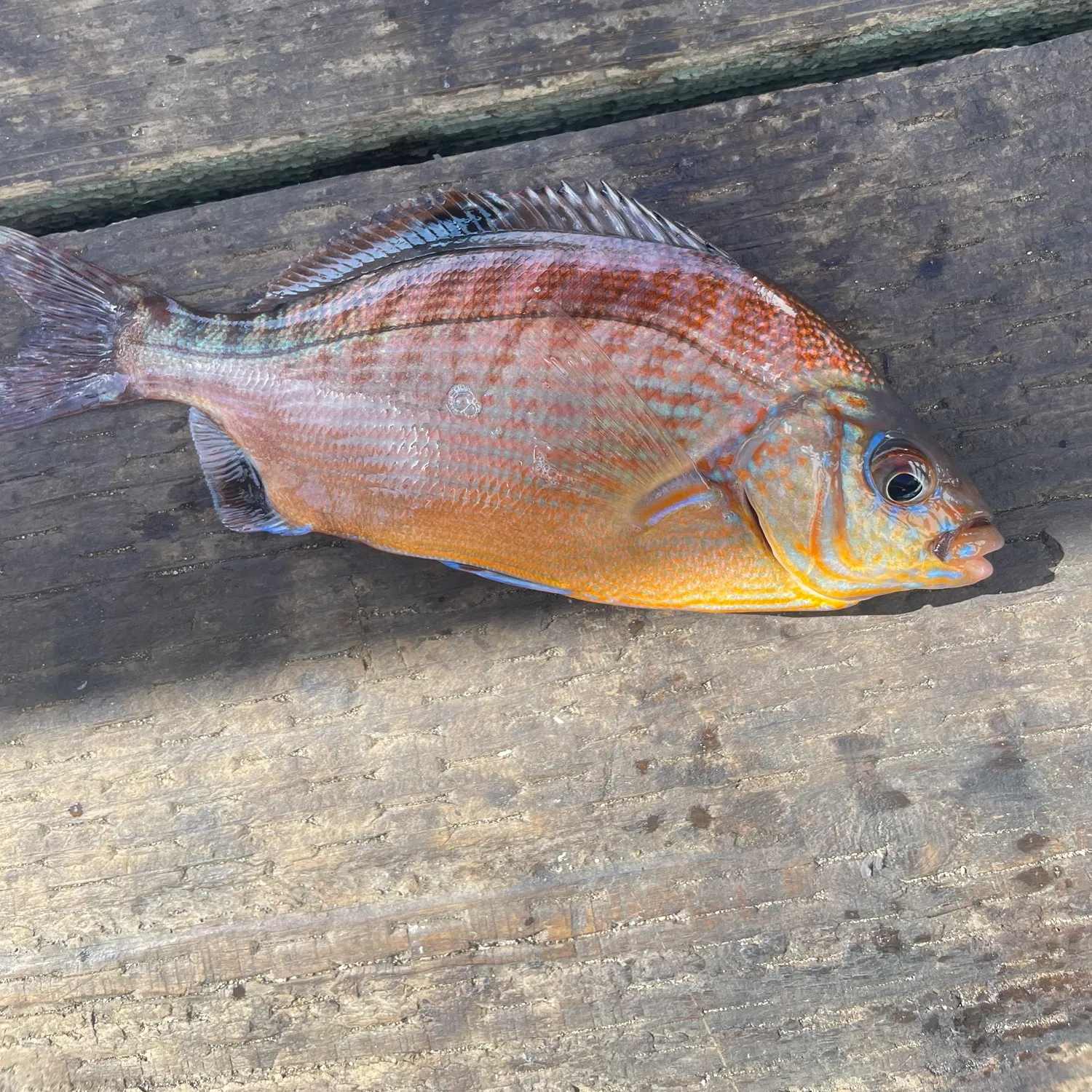 Barred surfperch caught on Fishbrain